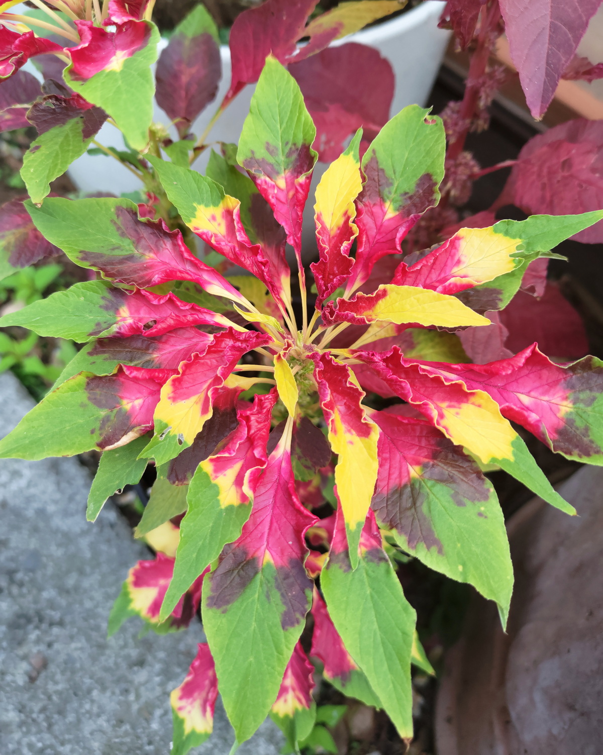 𝘈𝘮𝘢𝘳𝘢𝘯𝘵𝘩𝘶𝘴 𝘵𝘳𝘪𝘤𝘰𝘭𝘰𝘳 ‘Splendens’ 三色雁來紅