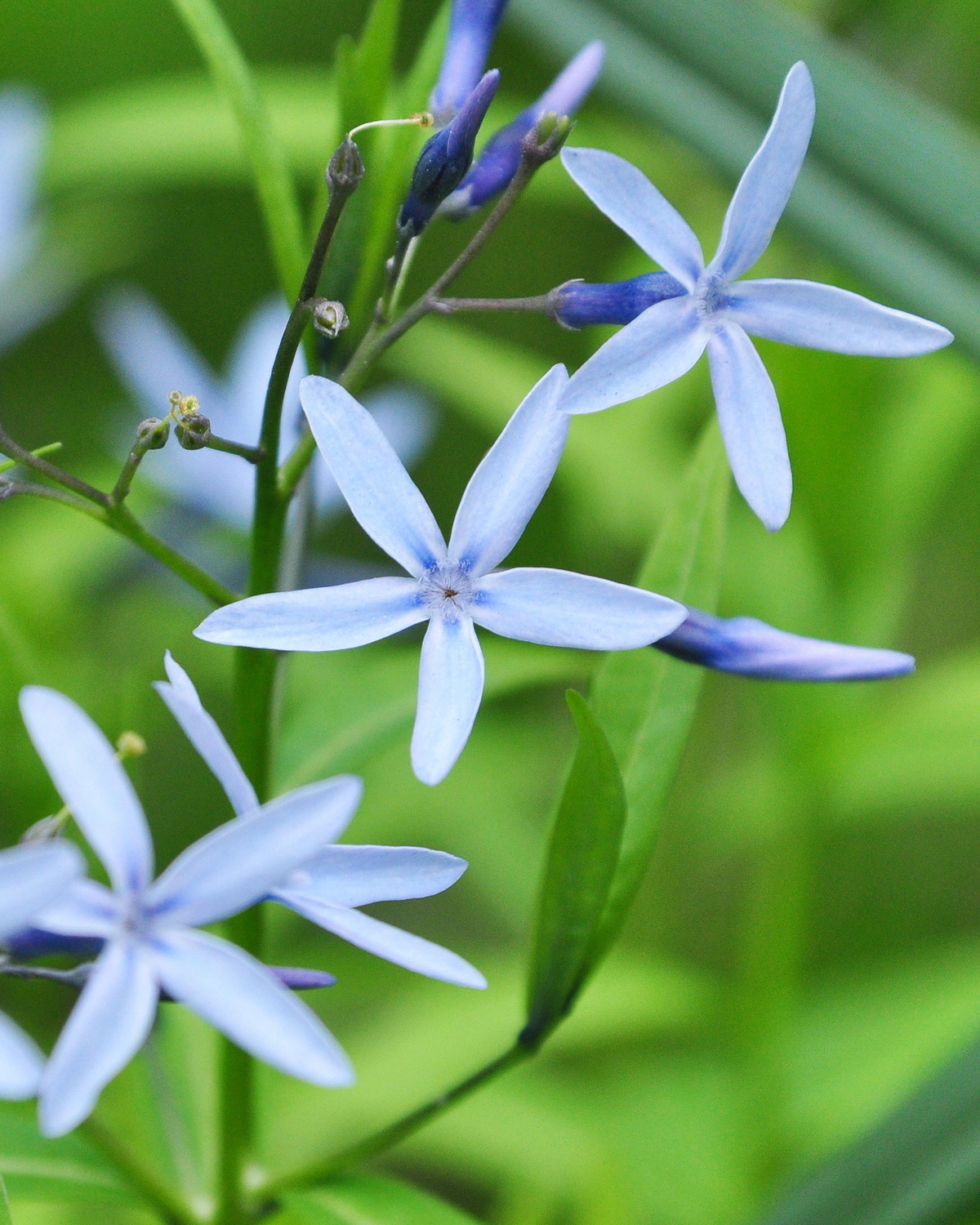 𝘈𝘮𝘴𝘰𝘯𝘪𝘢 𝘦𝘭𝘭𝘪𝘱𝘵𝘪𝘤𝘢 水甘草