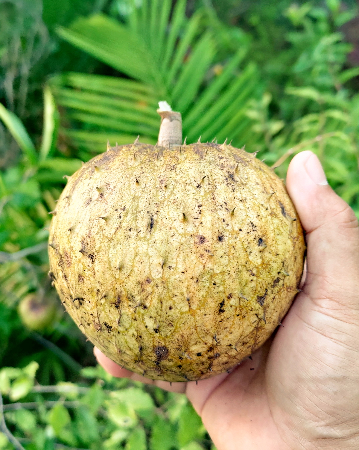 𝘈𝘯𝘯𝘰𝘯𝘢 𝘮𝘰𝘯𝘵𝘢𝘯𝘢 山刺番荔枝