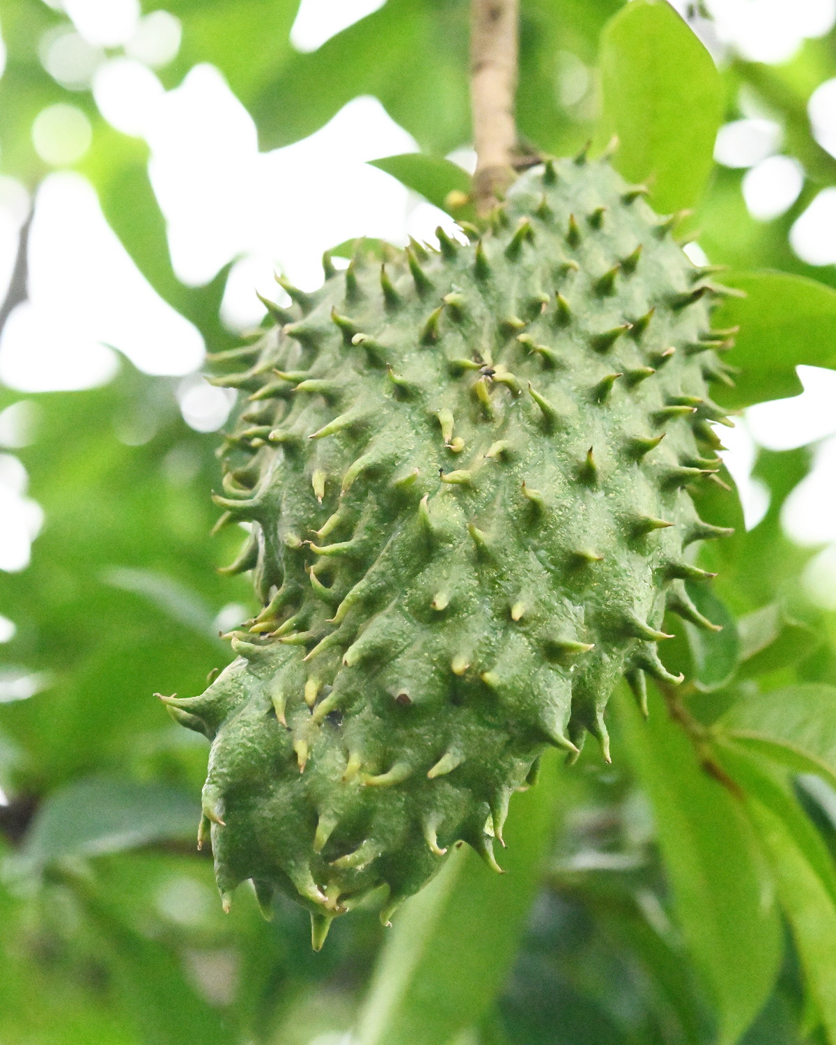 𝘈𝘯𝘯𝘰𝘯𝘢 𝘮𝘶𝘳𝘪𝘤𝘢𝘵𝘢 刺番荔枝