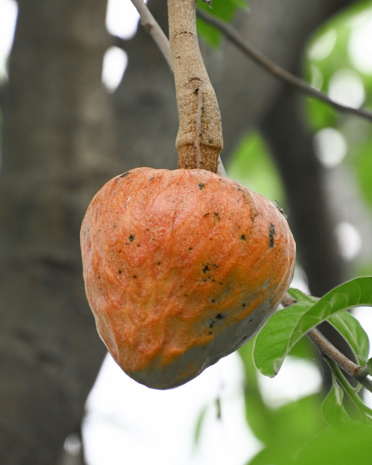 𝘈𝘯𝘯𝘰𝘯𝘢 𝘳𝘦𝘵𝘪𝘤𝘶𝘭𝘢𝘵𝘢 牛心番荔枝