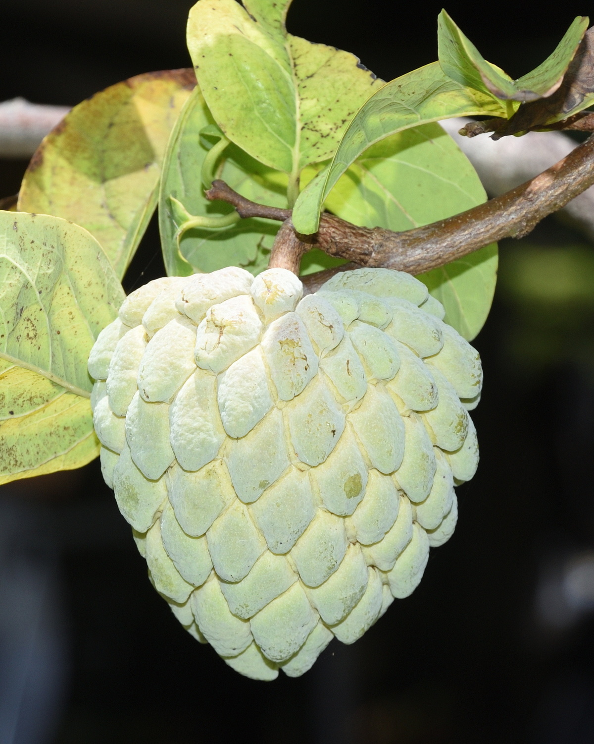 𝘈𝘯𝘯𝘰𝘯𝘢 𝘴𝘲𝘶𝘢𝘮𝘰𝘴𝘢 番荔枝