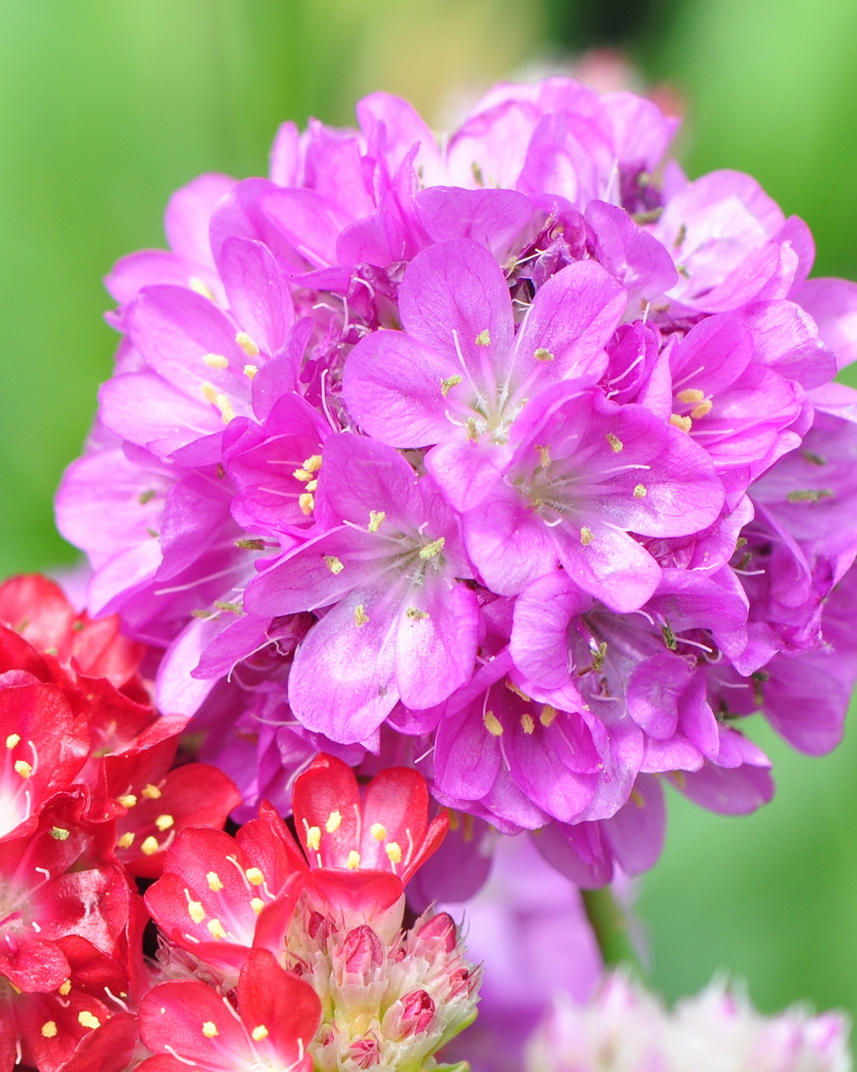 Armeria maritima