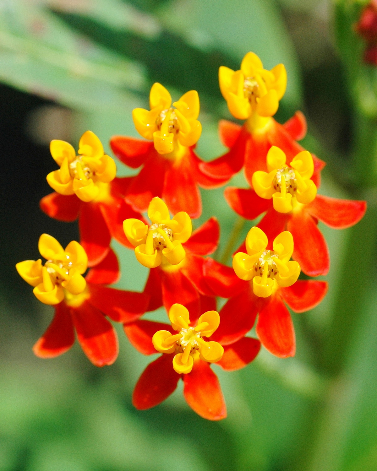 𝘈𝘴𝘤𝘭𝘦𝘱𝘪𝘢𝘴 𝘤𝘶𝘳𝘢𝘴𝘴𝘢𝘷𝘪𝘤𝘢 馬利筋