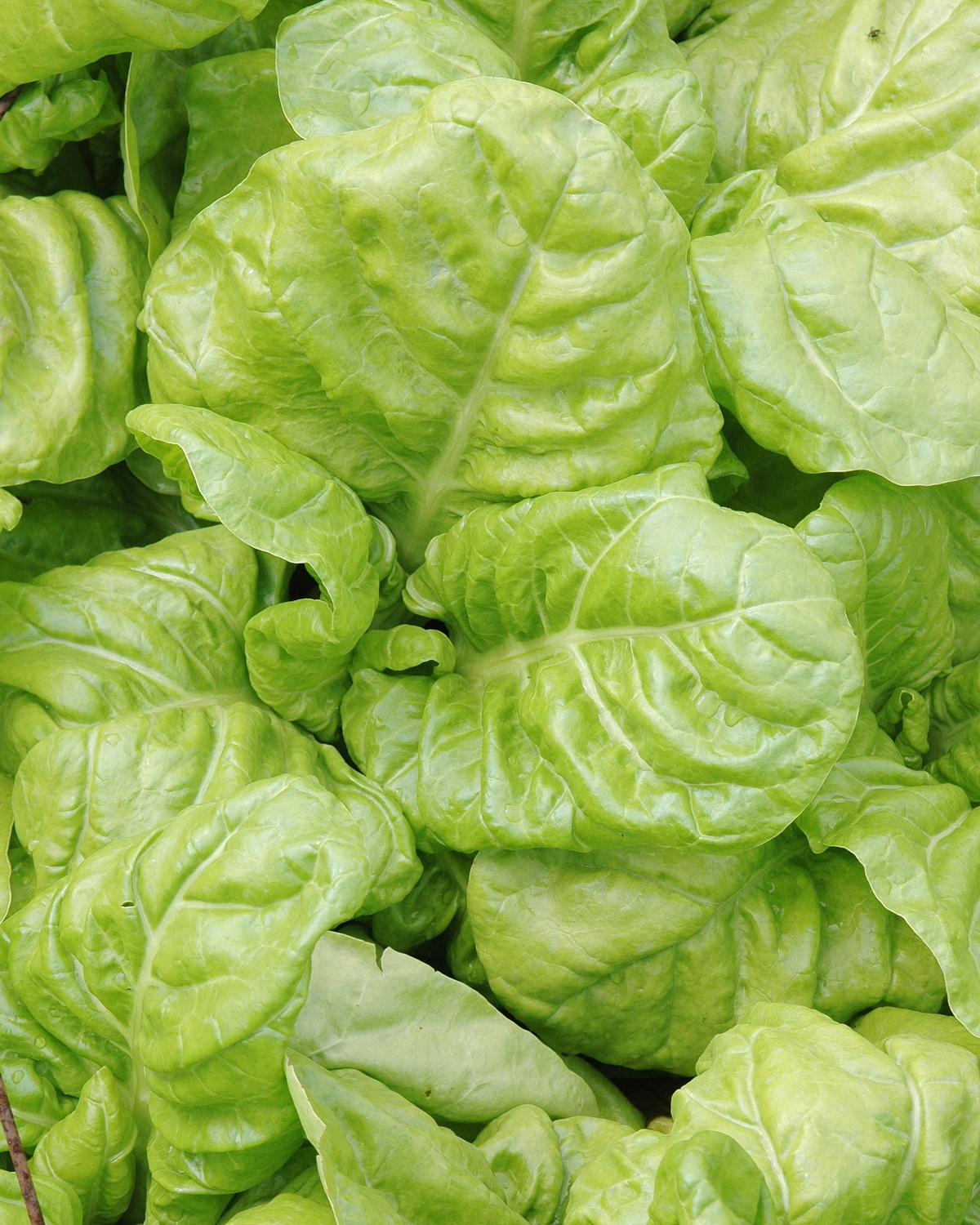 𝘉𝘦𝘵𝘢 𝘷𝘶𝘭𝘨𝘢𝘳𝘪𝘴 subsp. 𝘷𝘶𝘭𝘨𝘢𝘳𝘪𝘴 Cicla Group 莙薘菜