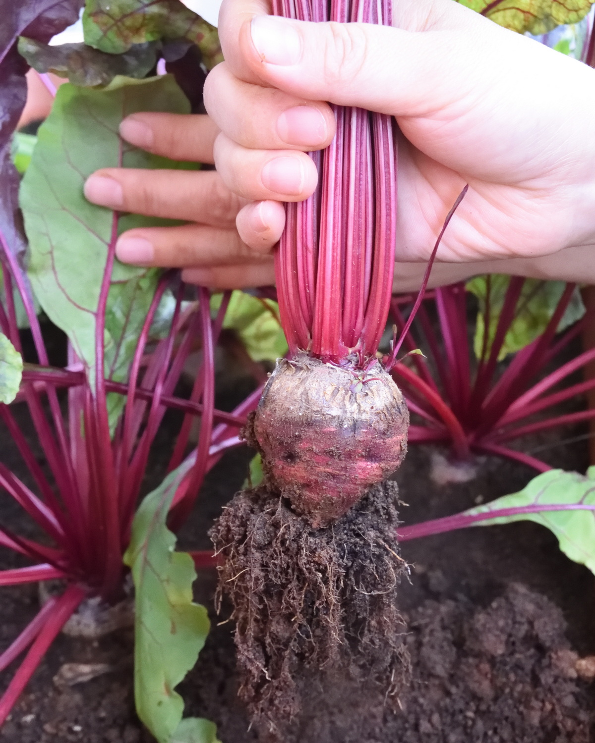 𝘉𝘦𝘵𝘢 𝘷𝘶𝘭𝘨𝘢𝘳𝘪𝘴 subsp. 𝘷𝘶𝘭𝘨𝘢𝘳𝘪𝘴 Conditiva Group