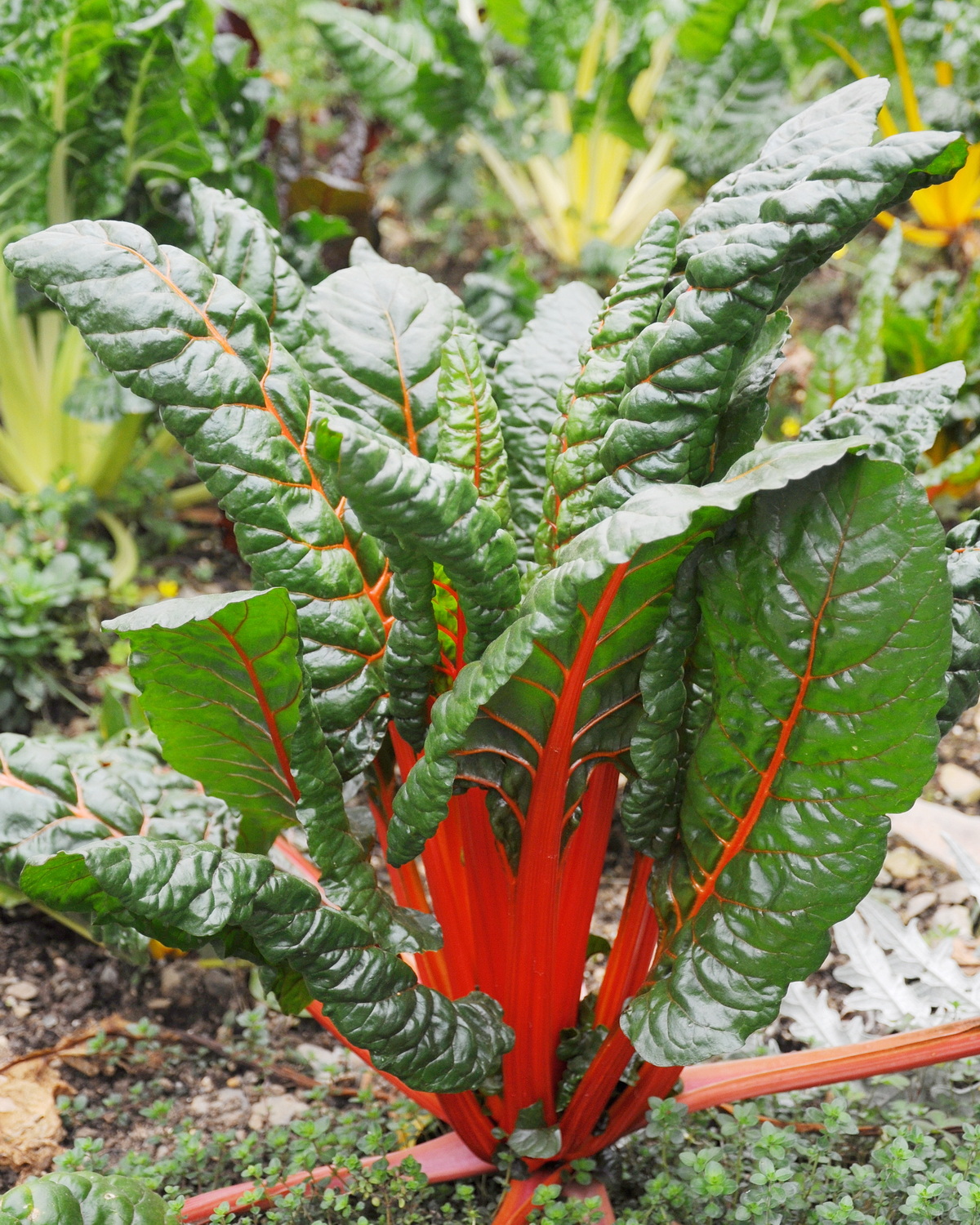 𝘉𝘦𝘵𝘢 𝘷𝘶𝘭𝘨𝘢𝘳𝘪𝘴 subsp. 𝘷𝘶𝘭𝘨𝘢𝘳𝘪𝘴 Cicla Group 火焰菜