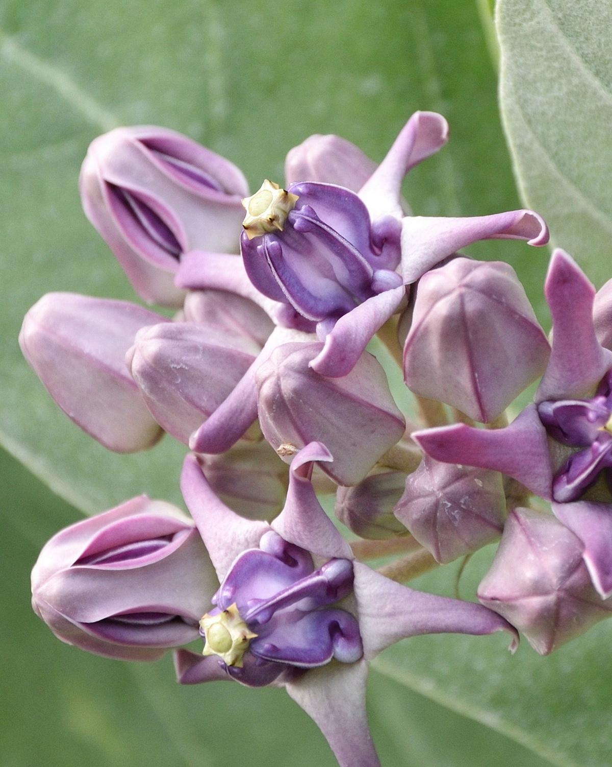 𝘊𝘢𝘭𝘰𝘵𝘳𝘰𝘱𝘪𝘴 𝘨𝘪𝘨𝘢𝘯𝘵𝘦𝘢 皇冠花