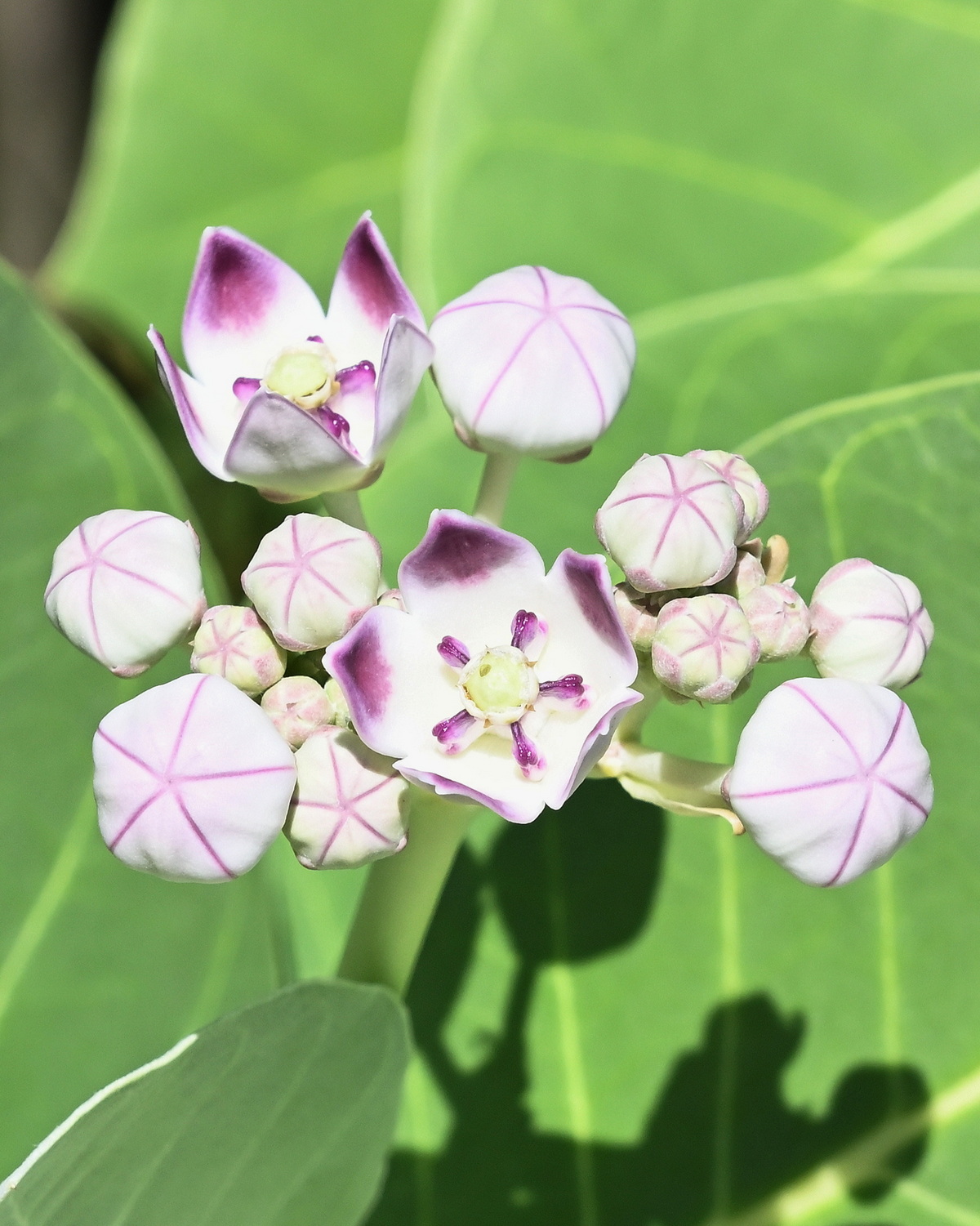 𝘊𝘢𝘭𝘰𝘵𝘳𝘰𝘱𝘪𝘴 𝘱𝘳𝘰𝘤𝘦𝘳𝘢 小皇冠花