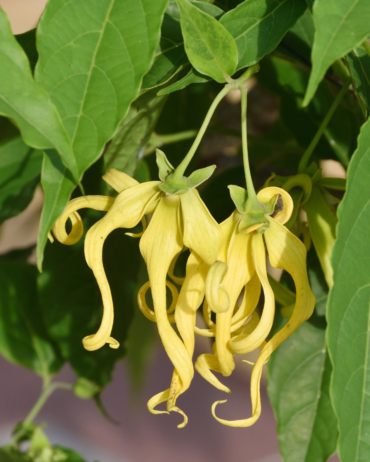 𝘊𝘢𝘯𝘢𝘯𝘨𝘢 𝘰𝘥𝘰𝘳𝘢𝘵𝘢 var. 𝘧𝘳𝘶𝘵𝘪𝘤𝘰𝘴𝘢 矮性香水樹