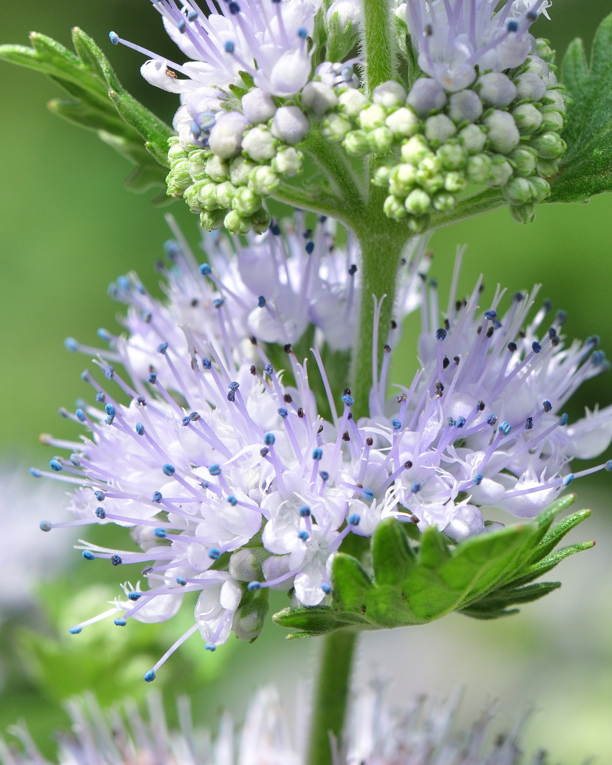 𝘊𝘢𝘳𝘺𝘰𝘱𝘵𝘦𝘳𝘪𝘴 𝘪𝘯𝘤𝘢𝘯𝘢 灰葉蕕