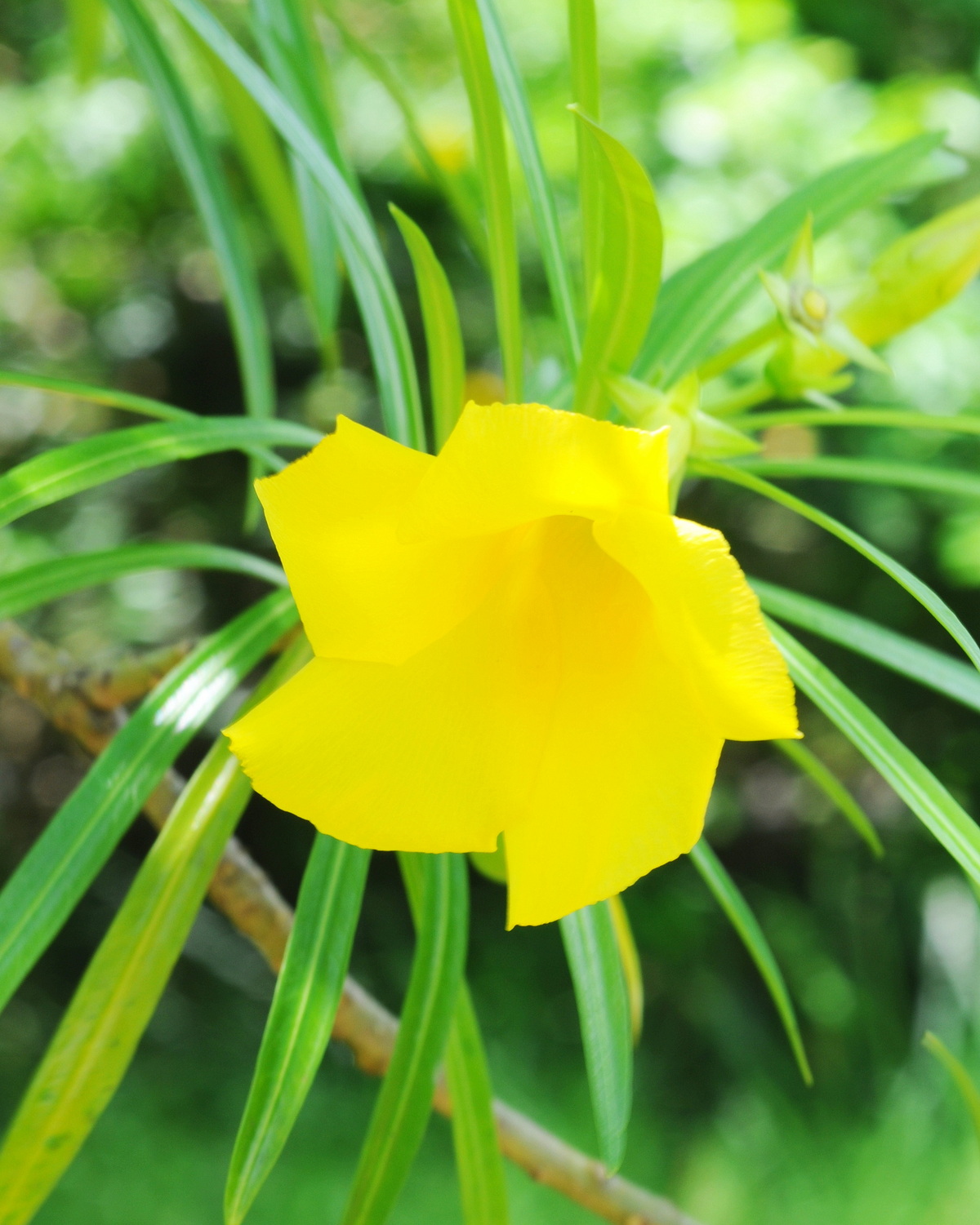 𝘊𝘢𝘴𝘤𝘢𝘣𝘦𝘭𝘢 𝘵𝘩𝘦𝘷𝘦𝘵𝘪𝘢 黃花夾竹桃