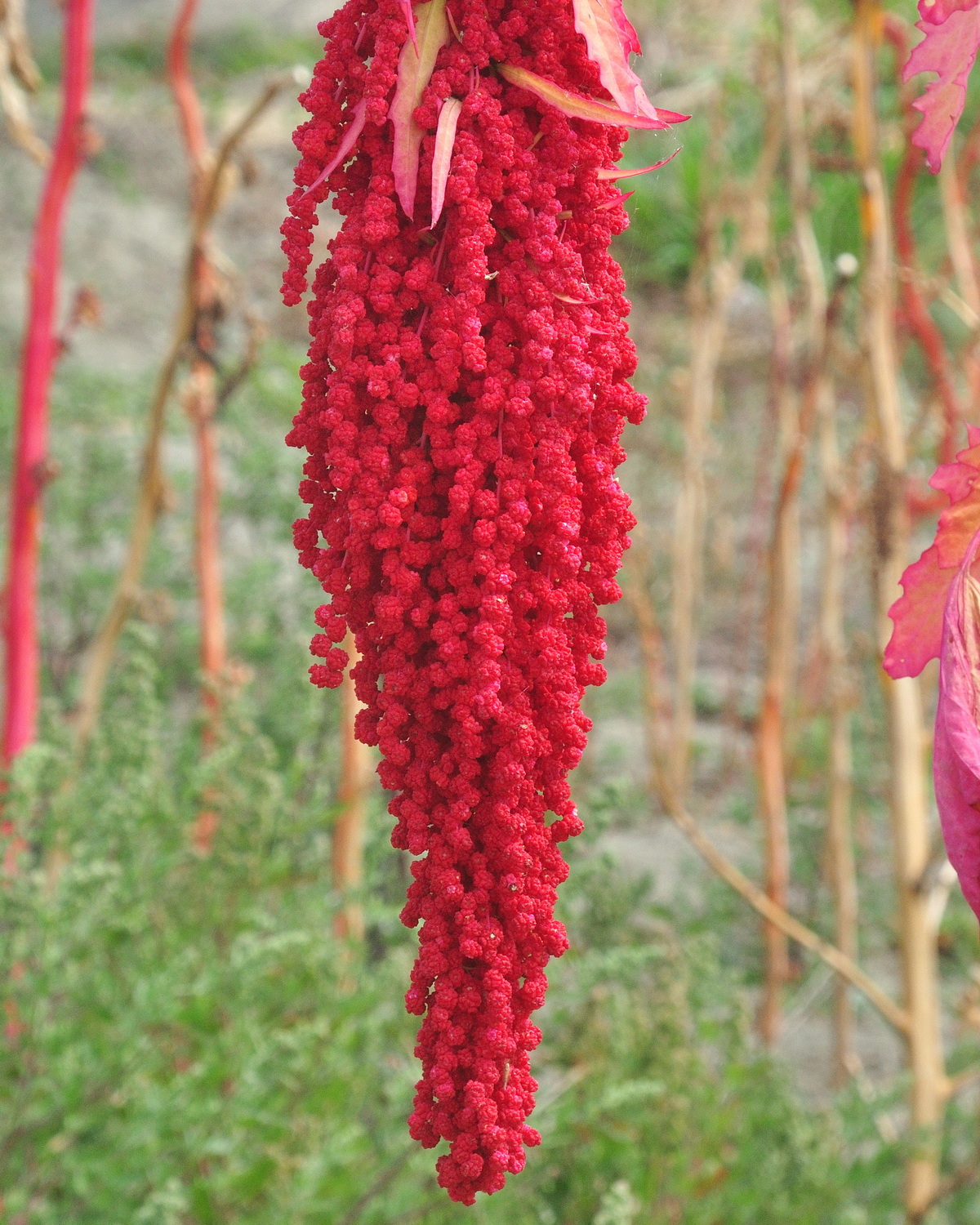 Chenopodium giganteum