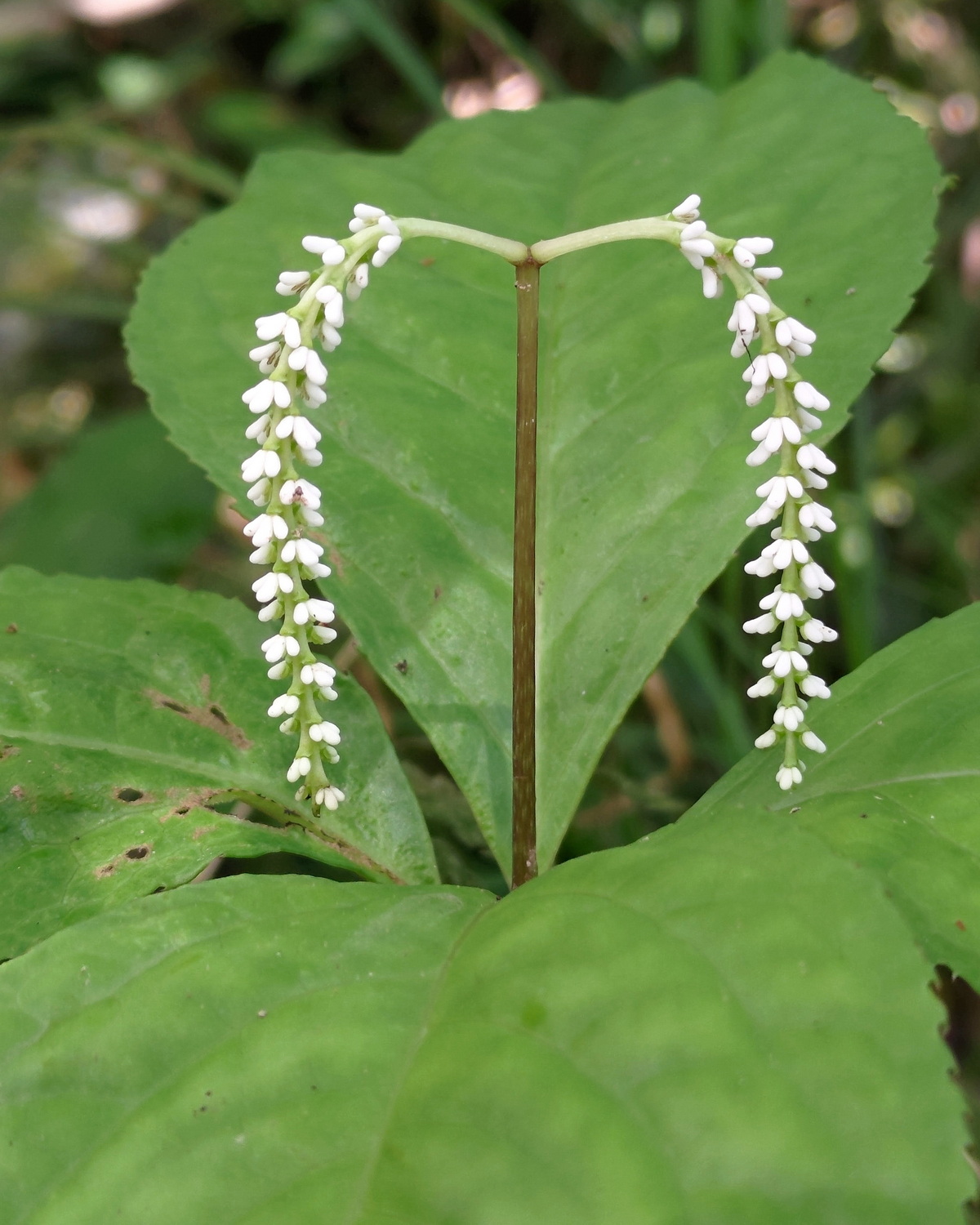 Chloranthus oldhamii