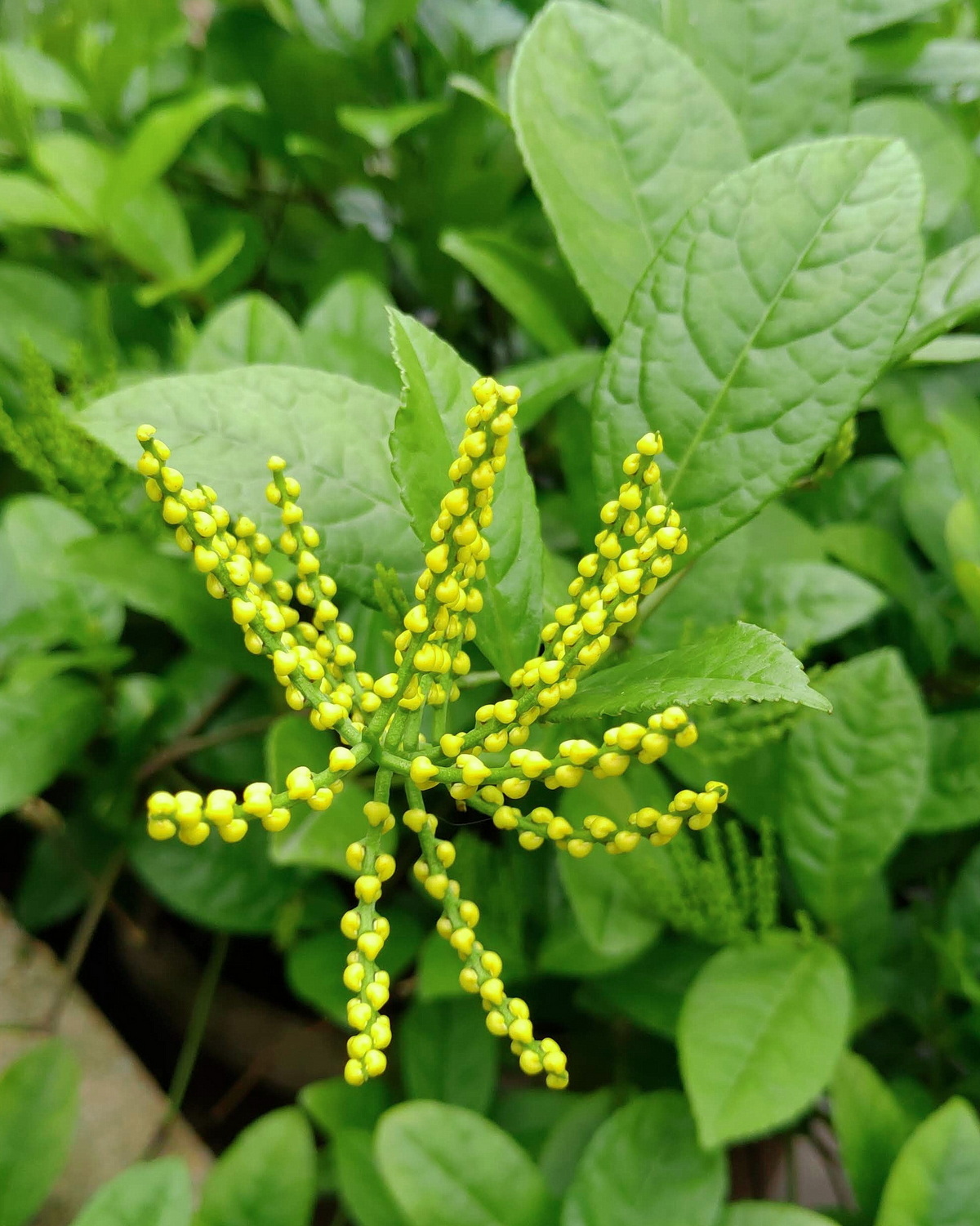 𝘊𝘩𝘭𝘰𝘳𝘢𝘯𝘵𝘩𝘶𝘴 𝘴𝘱𝘪𝘤𝘢𝘵𝘶𝘴 金粟蘭