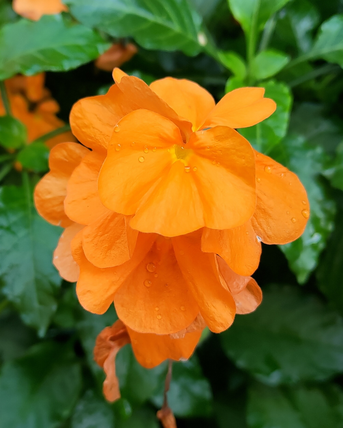 𝘊𝘳𝘰𝘴𝘴𝘢𝘯𝘥𝘳𝘢 𝘪𝘯𝘧𝘶𝘯𝘥𝘪𝘣𝘶𝘭𝘪𝘧𝘰𝘳𝘮𝘪𝘴 ‘Orange Marmalade’ 橘子醬鳥尾花