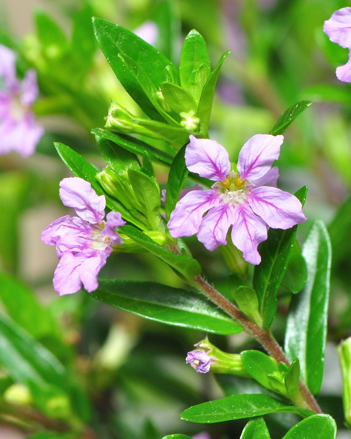 𝘊𝘶𝘱𝘩𝘦𝘢 𝘩𝘺𝘴𝘴𝘰𝘱𝘪𝘧𝘰𝘭𝘪𝘢 細葉雪茄花