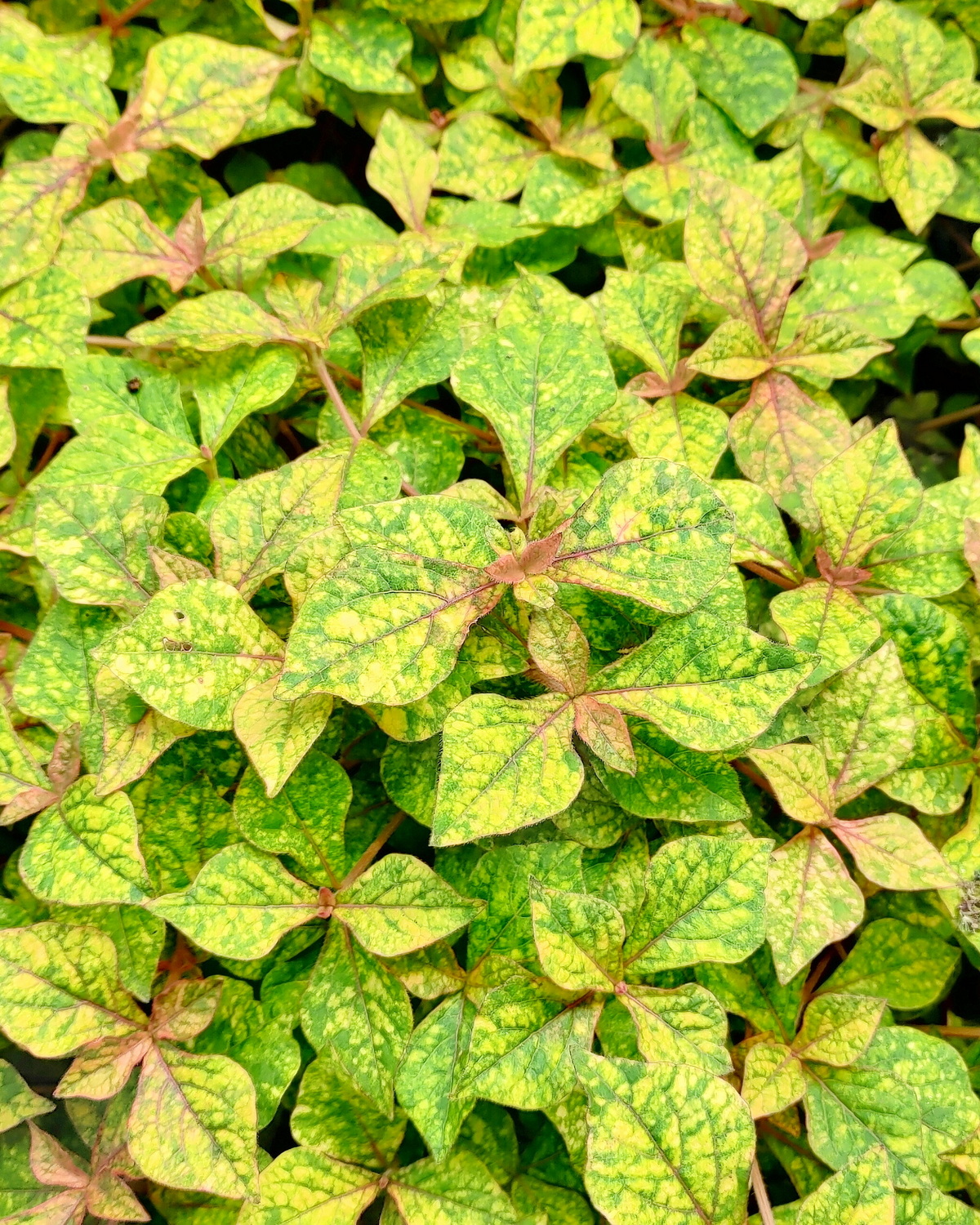 𝘊𝘺𝘢𝘵𝘩𝘶𝘭𝘢 ‘Variegata’ 撒金莧