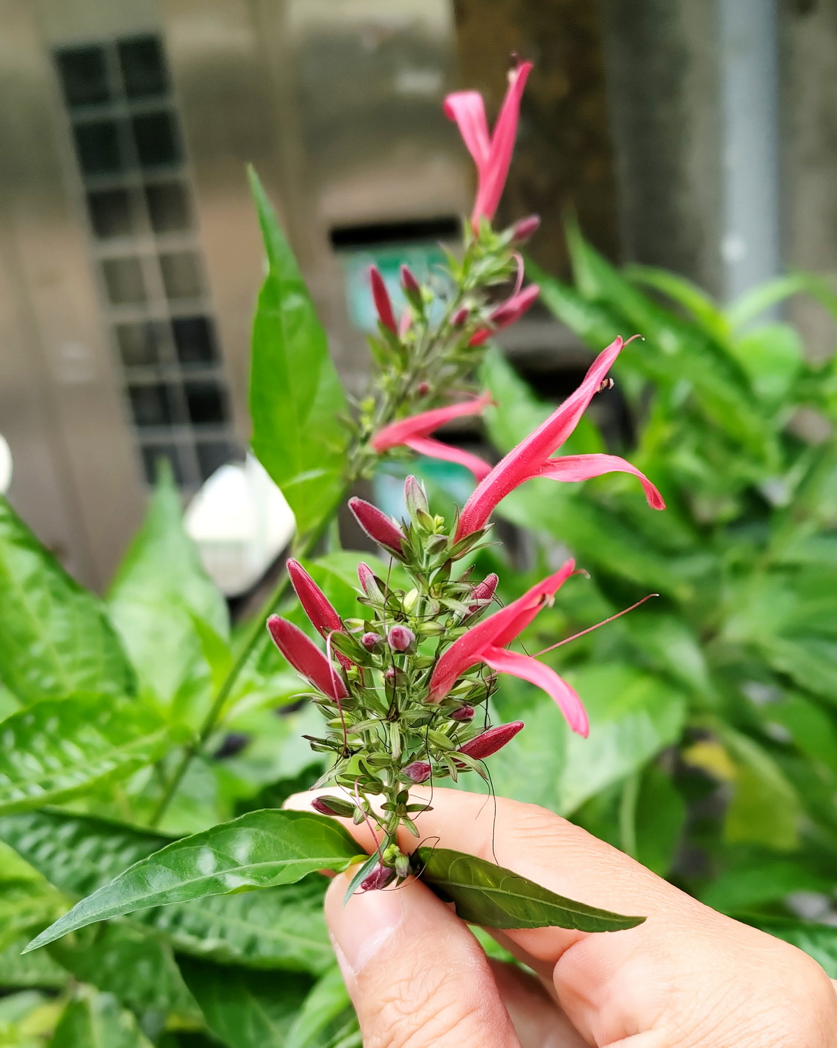 𝘋𝘪𝘢𝘯𝘵𝘩𝘦𝘳𝘢 𝘴𝘦𝘤𝘶𝘯𝘥𝘢 血根草