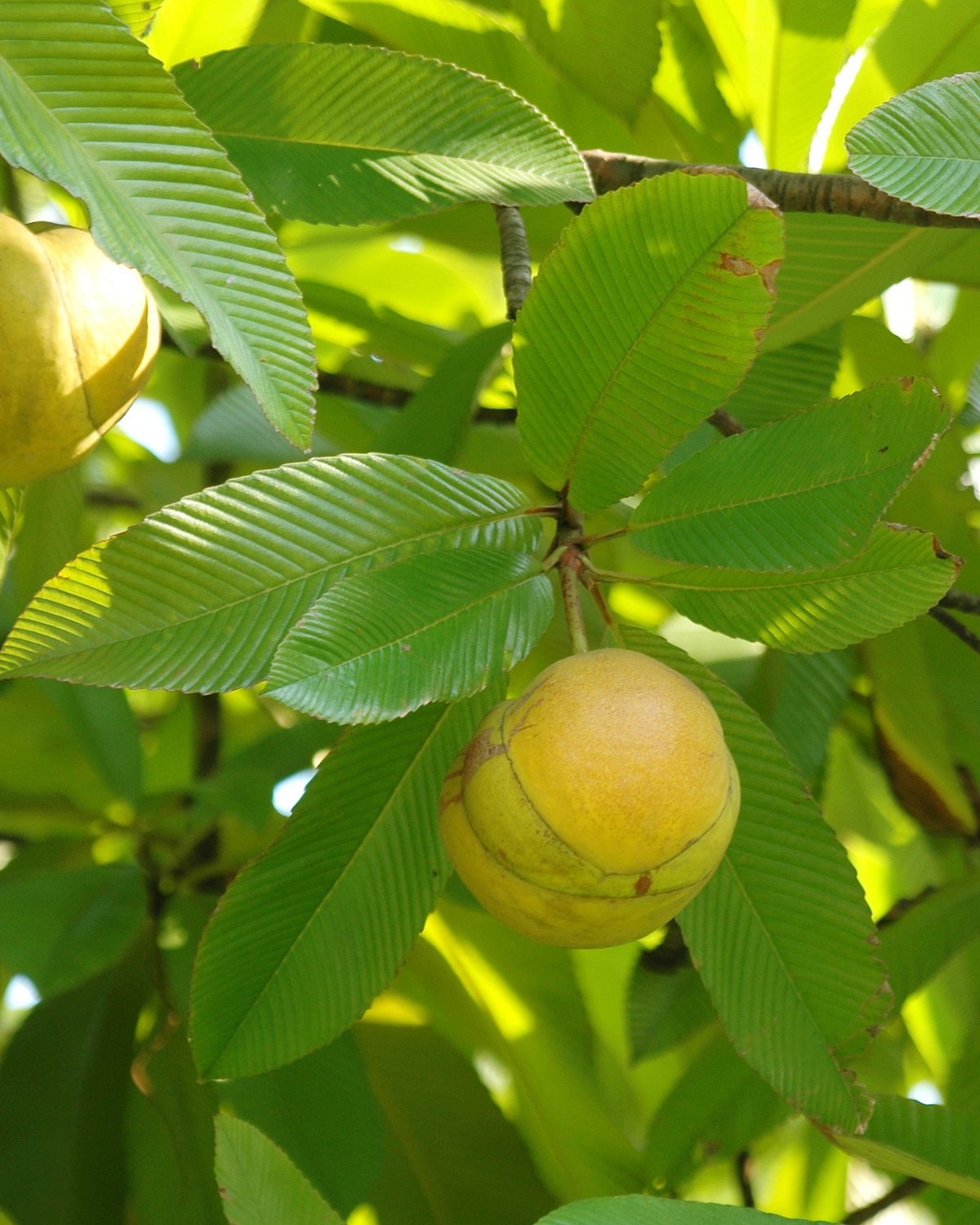 𝘋𝘪𝘭𝘭𝘦𝘯𝘪𝘢 𝘪𝘯𝘥𝘪𝘤𝘢 第倫桃