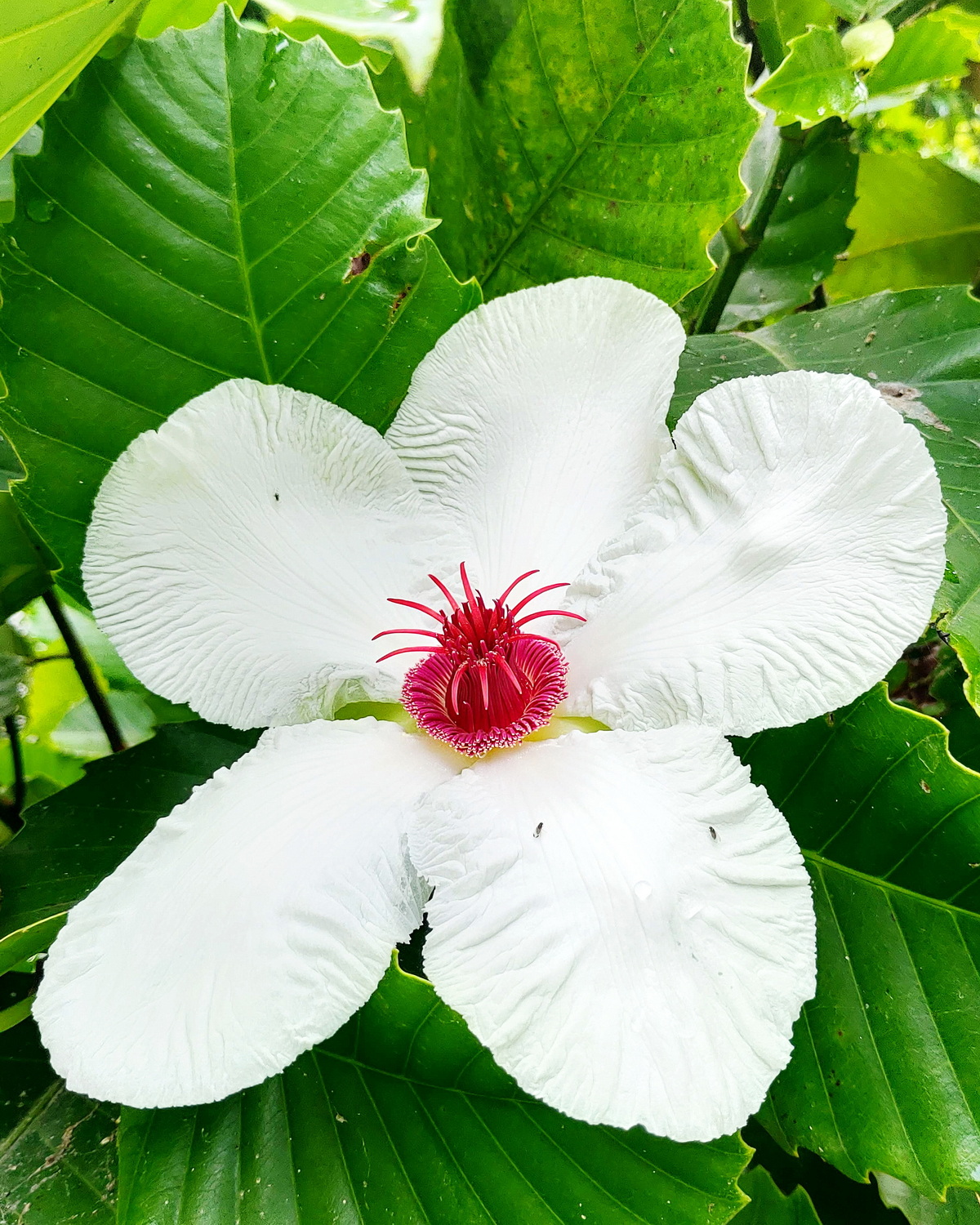 𝘋𝘪𝘭𝘭𝘦𝘯𝘪𝘢 𝘱𝘩𝘪𝘭𝘪𝘱𝘱𝘪𝘯𝘦𝘯𝘴𝘪𝘴 菲律賓第倫桃