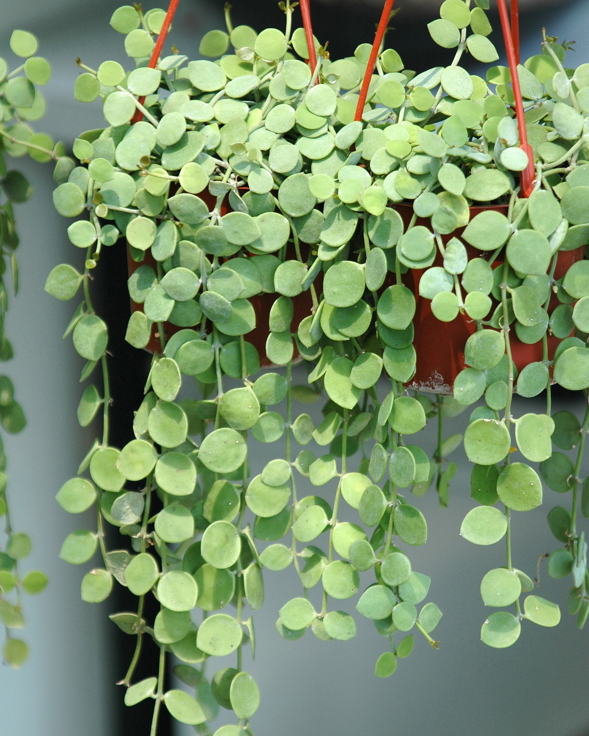 𝘋𝘪𝘴𝘤𝘩𝘪𝘥𝘪𝘢 𝘯𝘶𝘮𝘮𝘶𝘭𝘢𝘳𝘪𝘢 錢幣風不動