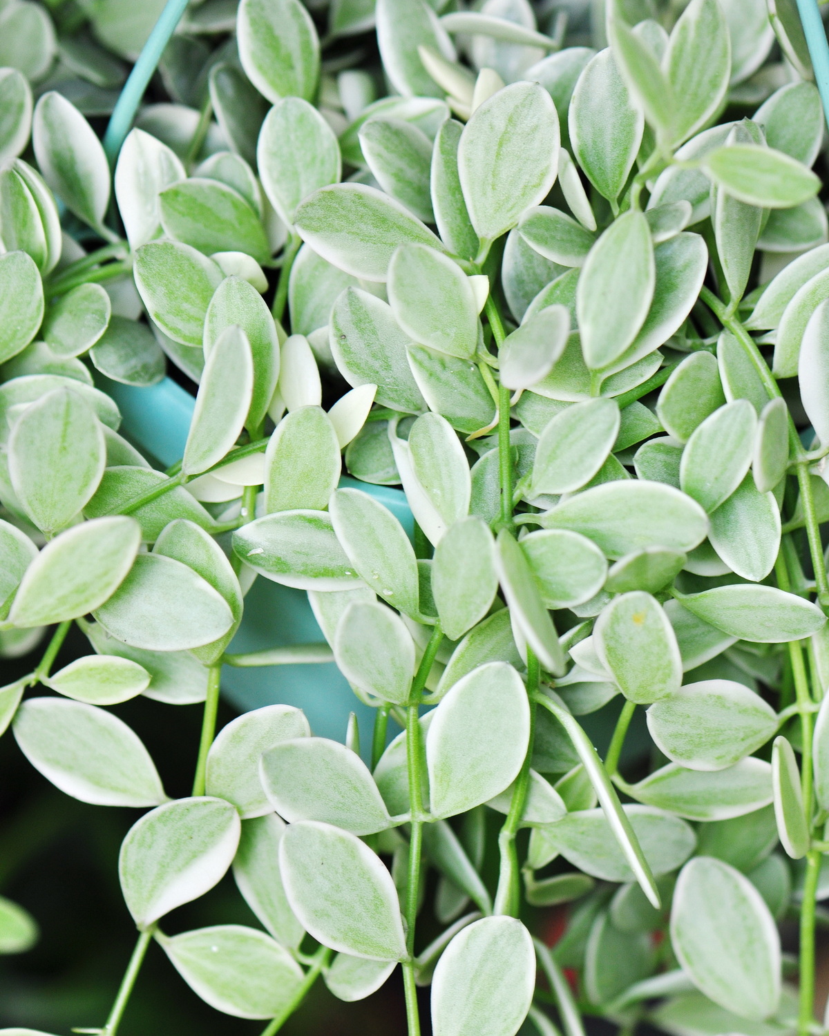 𝘋𝘪𝘴𝘤𝘩𝘪𝘥𝘪𝘢 𝘰𝘪𝘢𝘯𝘵𝘩𝘢 ‘Variegata’ 斑葉聚錢藤