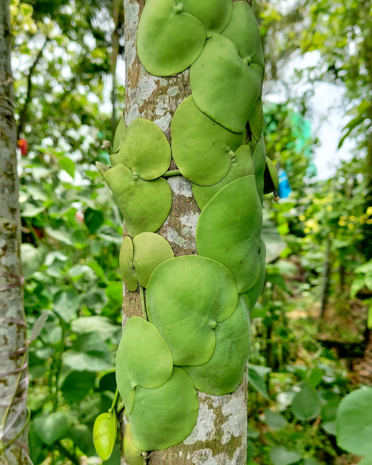 𝘋𝘪𝘴𝘤𝘩𝘪𝘥𝘪𝘢 𝘱𝘭𝘢𝘵𝘺𝘱𝘩𝘺𝘭𝘭𝘢 扁平風不動