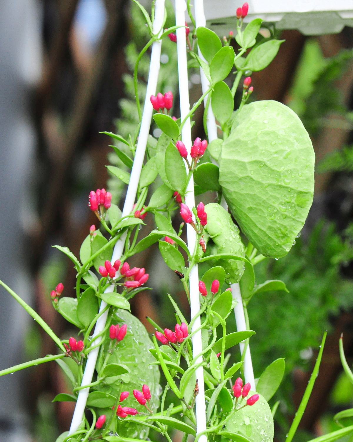 𝘋𝘪𝘴𝘤𝘩𝘪𝘥𝘪𝘢 𝘷𝘪𝘥𝘢𝘭𝘪𝘪 維達風不動