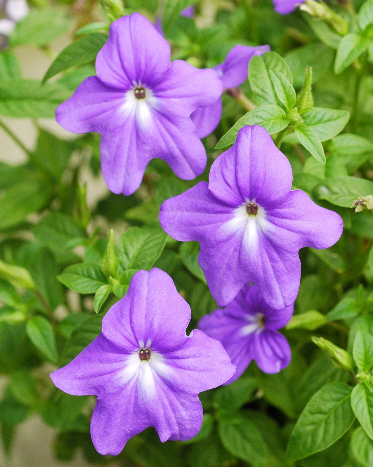 𝘉𝘳𝘰𝘸𝘢𝘭𝘭𝘪𝘢 𝘴𝘱𝘦𝘤𝘪𝘰𝘴𝘢 紫水晶