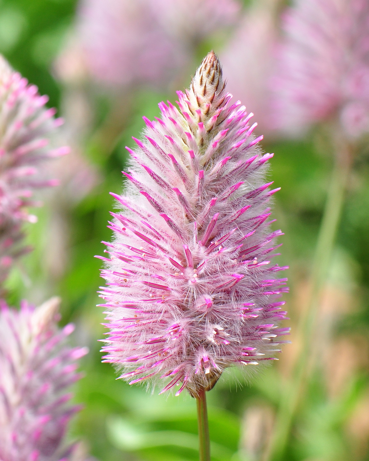 𝘗𝘵𝘪𝘭𝘰𝘵𝘶𝘴 𝘦𝘹𝘢𝘭𝘵𝘢𝘵𝘶𝘴 澳洲狐尾