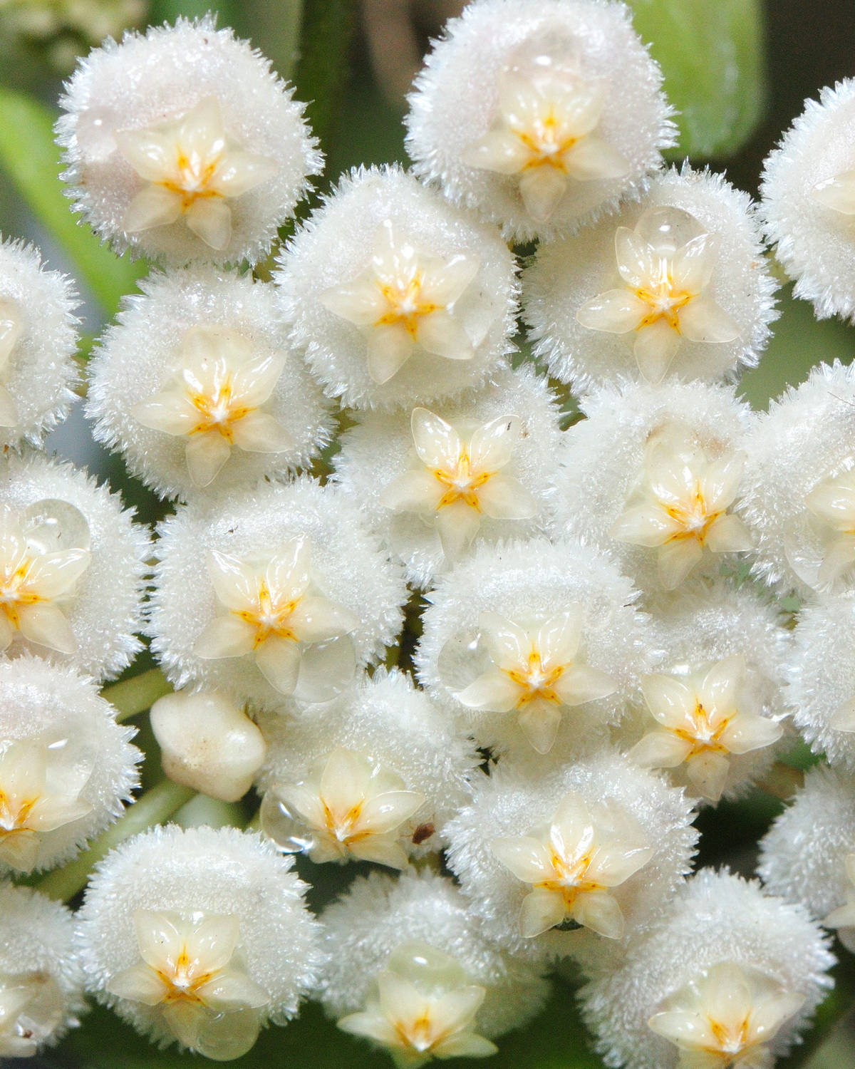 𝘏𝘰𝘺𝘢 𝘭𝘢𝘤𝘶𝘯𝘰𝘴𝘢 毛帽毬蘭