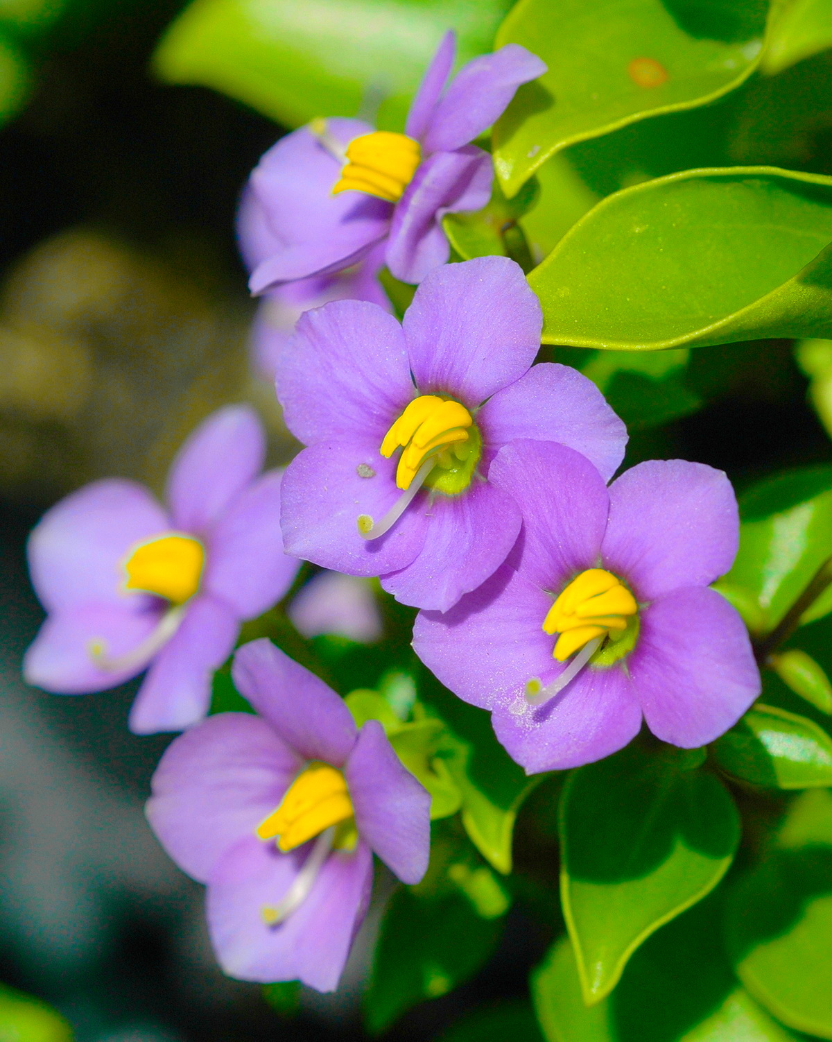 𝘌𝘹𝘢𝘤𝘶𝘮 𝘢𝘧𝘧𝘪𝘯𝘦 紫芳草