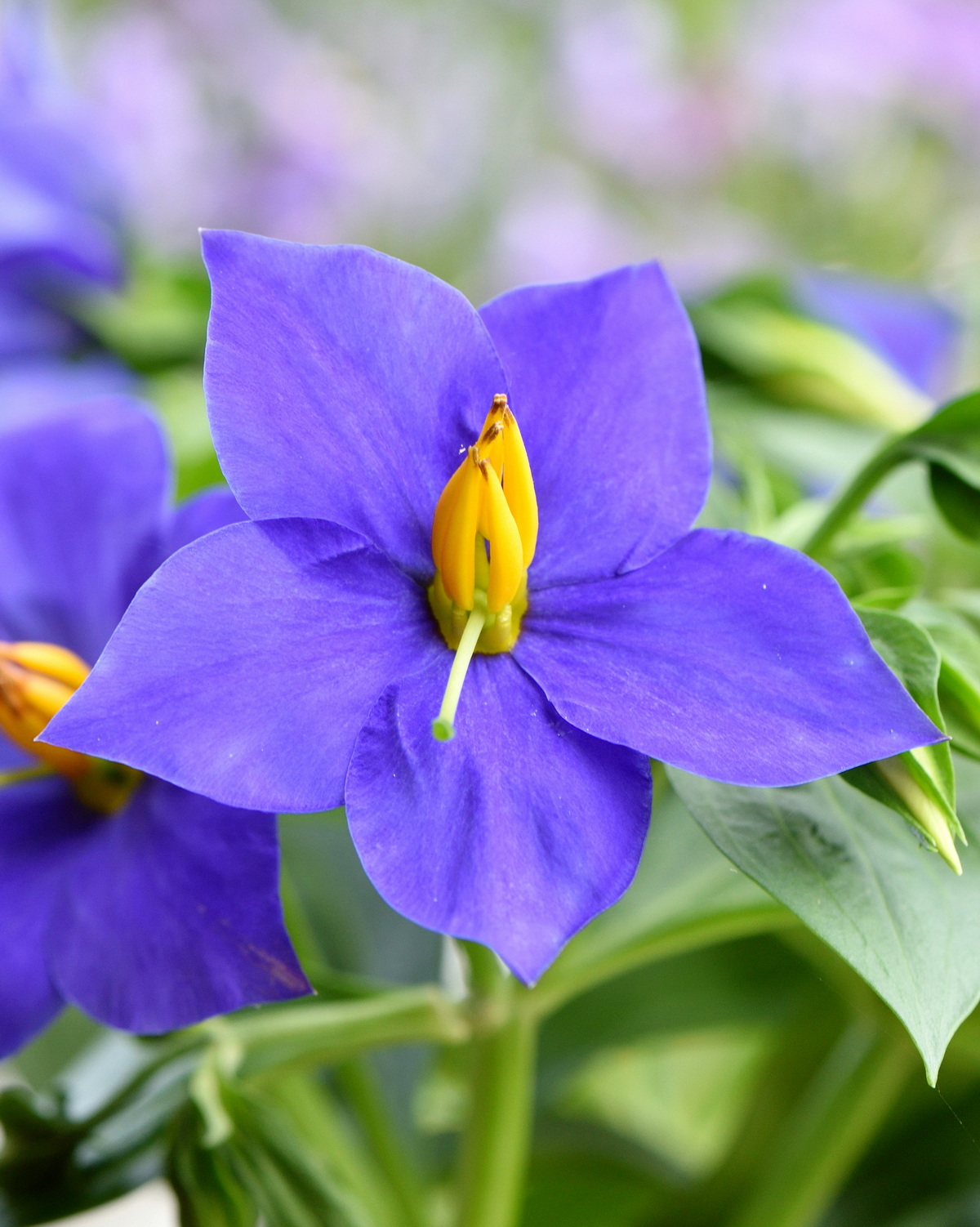 𝘌𝘹𝘢𝘤𝘶𝘮 ‘Sapphire’ 藍寶石紫芳草