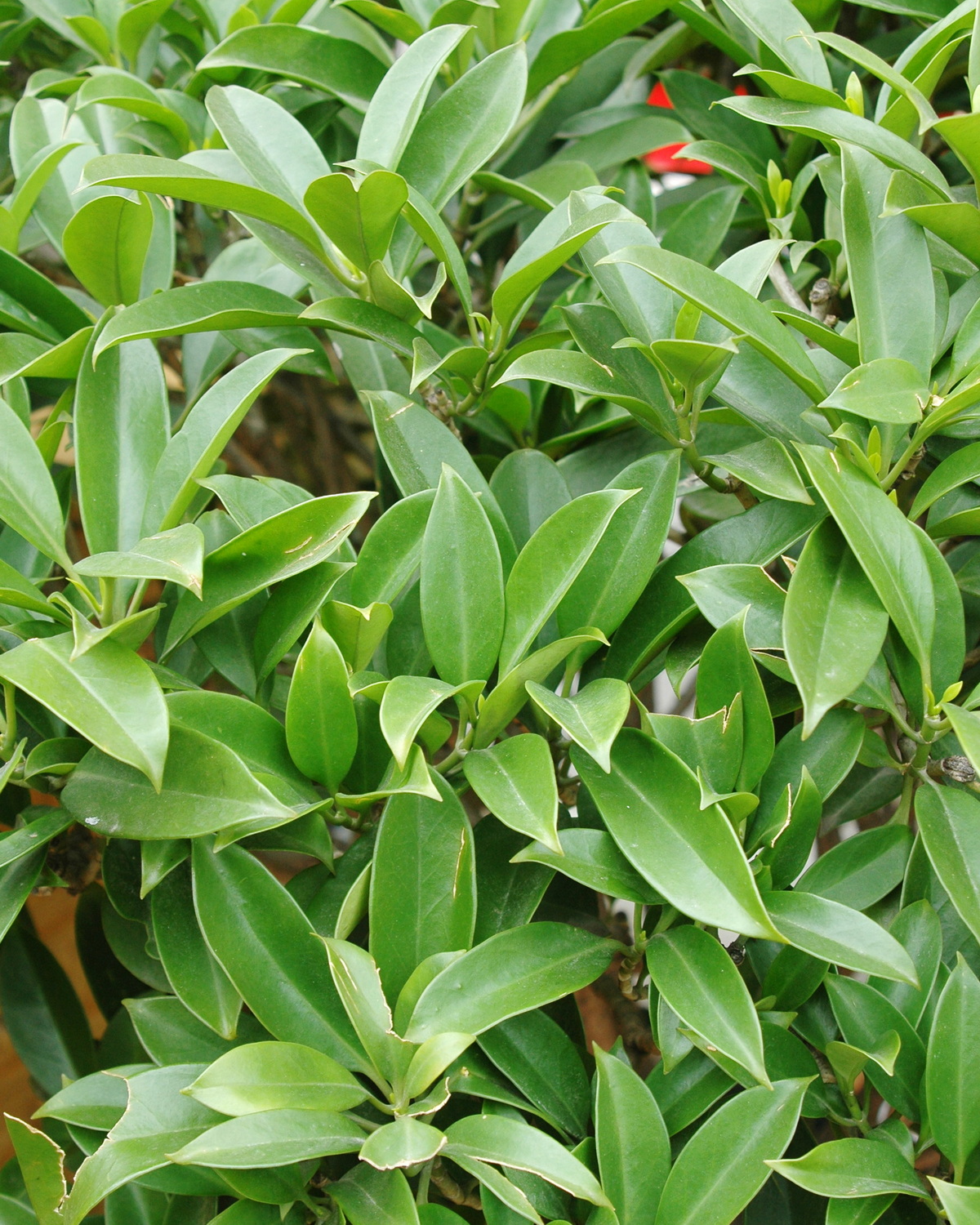 𝘍𝘢𝘨𝘳𝘢𝘦𝘢 𝘤𝘦𝘪𝘭𝘢𝘯𝘪𝘤𝘢 灰莉 窄葉個體