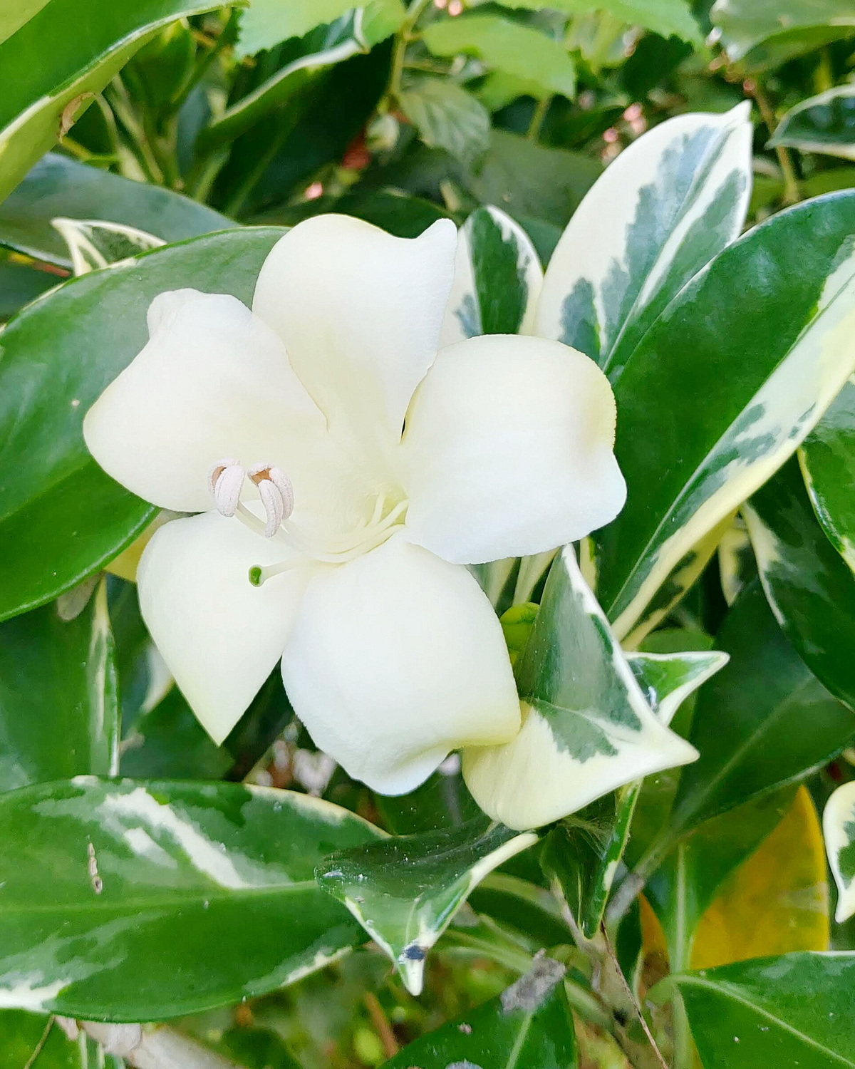 𝘍𝘢𝘨𝘳𝘢𝘦𝘢 𝘤𝘦𝘪𝘭𝘢𝘯𝘪𝘤𝘢 ‘Variegata’ 斑葉灰莉 白斑