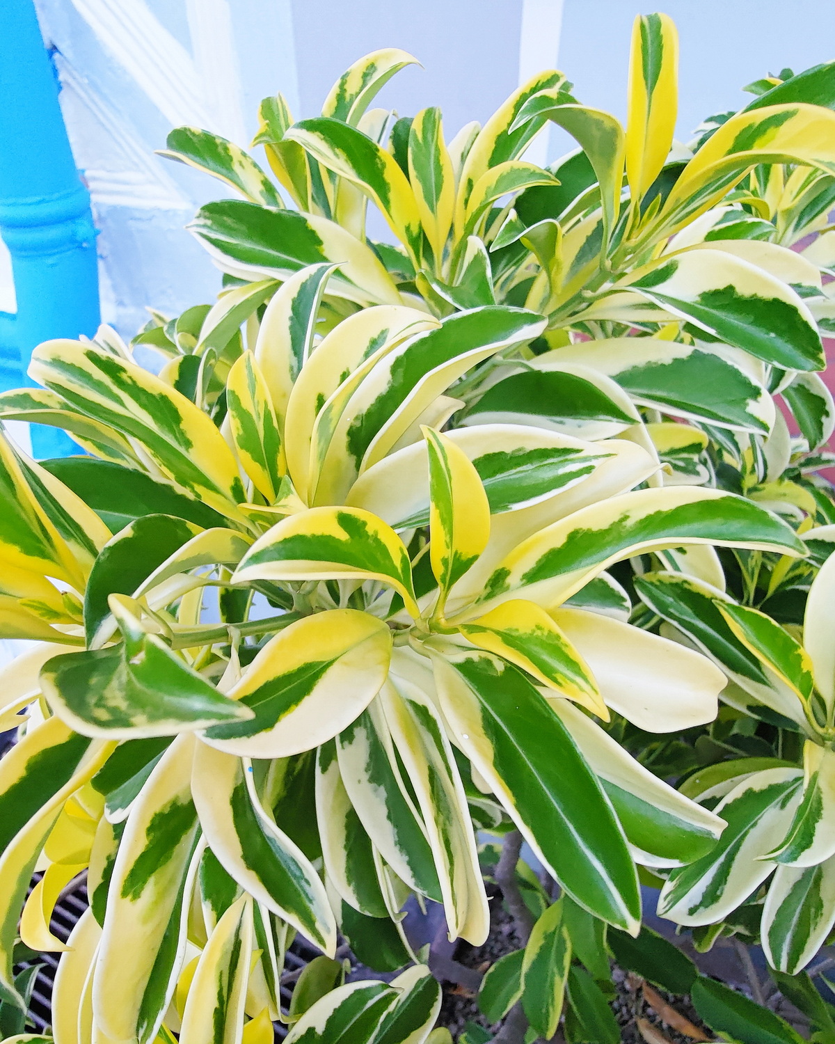 𝘍𝘢𝘨𝘳𝘢𝘦𝘢 𝘤𝘦𝘪𝘭𝘢𝘯𝘪𝘤𝘢 ‘Variegata’ 斑葉灰莉 黃斑