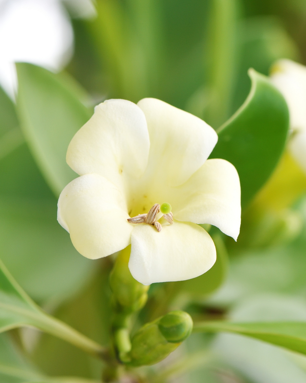 𝘍𝘢𝘨𝘳𝘢𝘦𝘢 𝘤𝘦𝘪𝘭𝘢𝘯𝘪𝘤𝘢 灰莉