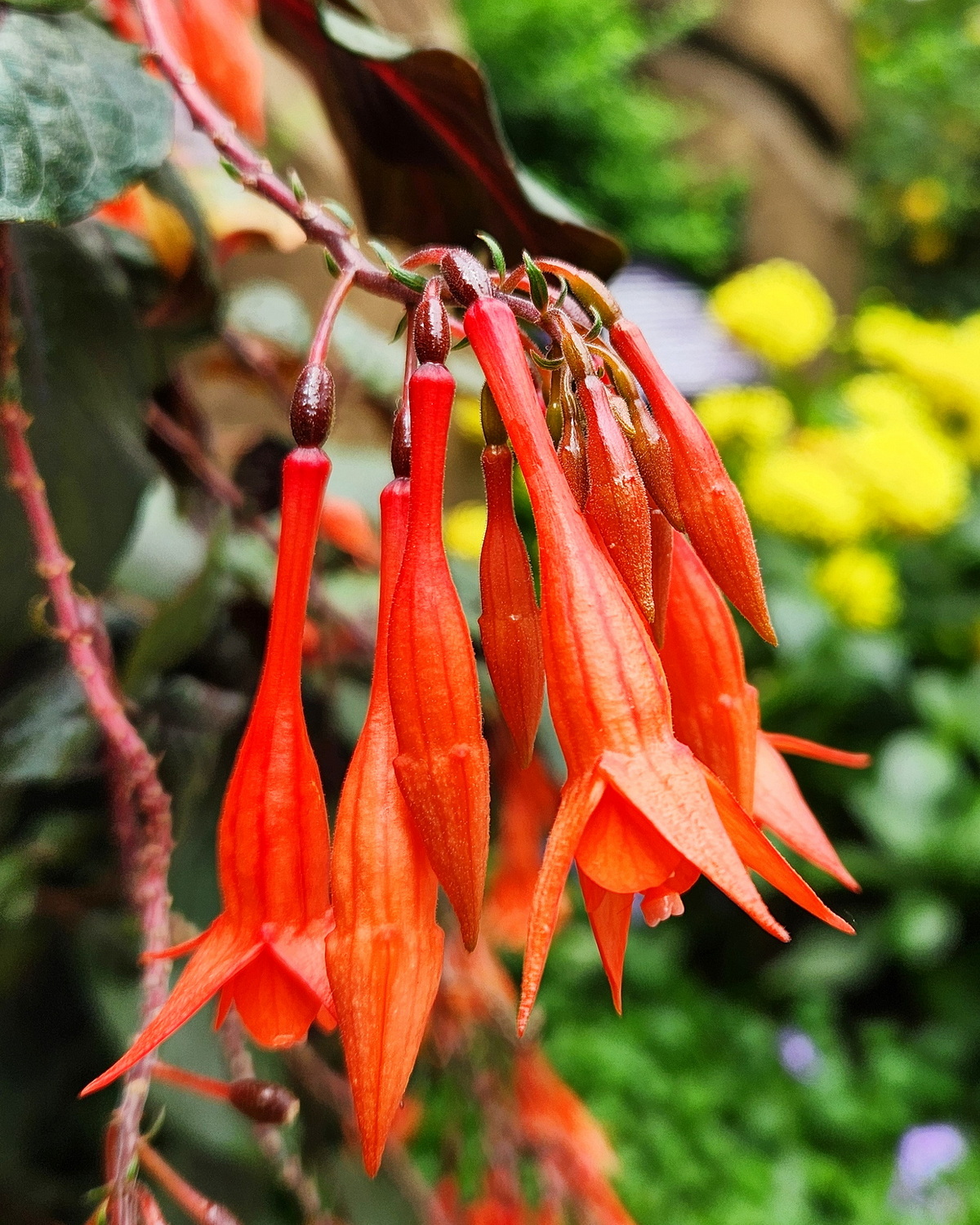 𝘍𝘶𝘤𝘩𝘴𝘪𝘢 ‘Christmas Gem’ 吊鐘花-聖誕寶石