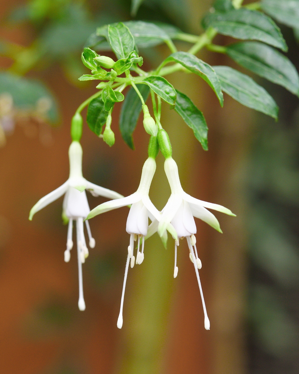 Fuchsia 'Hawkshead'