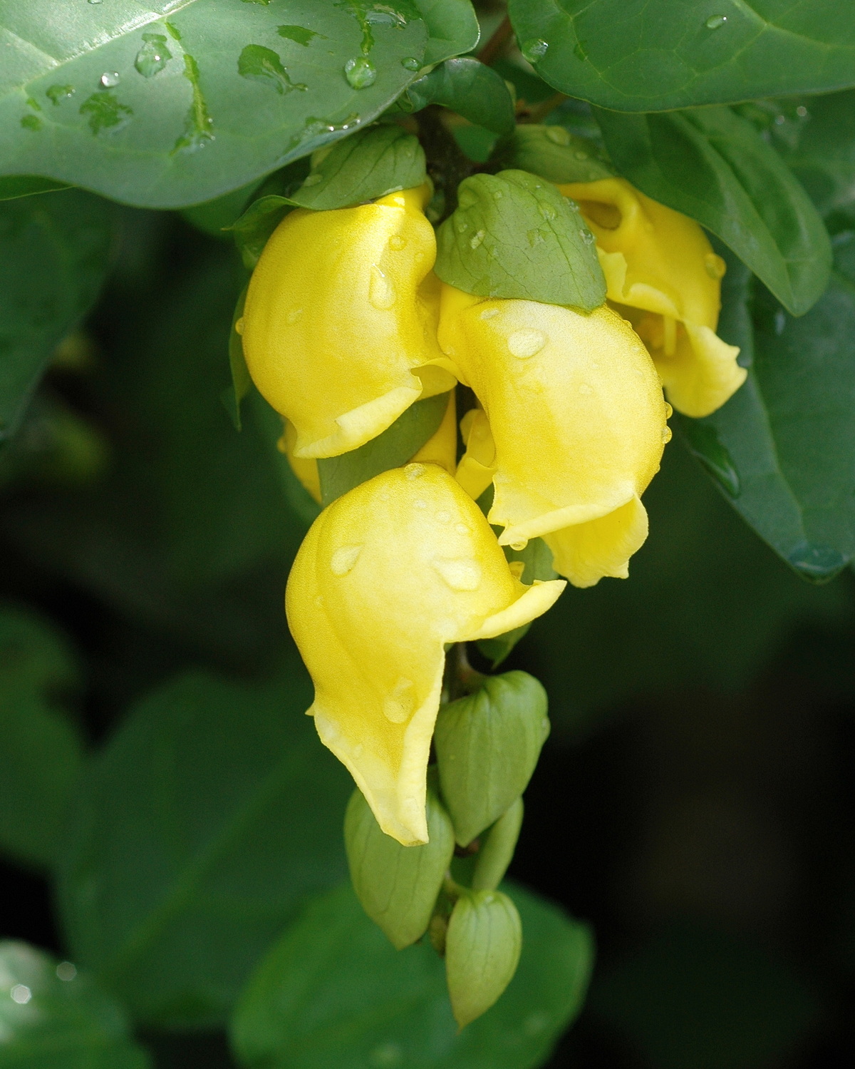 𝘎𝘮𝘦𝘭𝘪𝘯𝘢 𝘱𝘩𝘪𝘭𝘪𝘱𝘱𝘦𝘯𝘴𝘪𝘴 菲律賓石梓