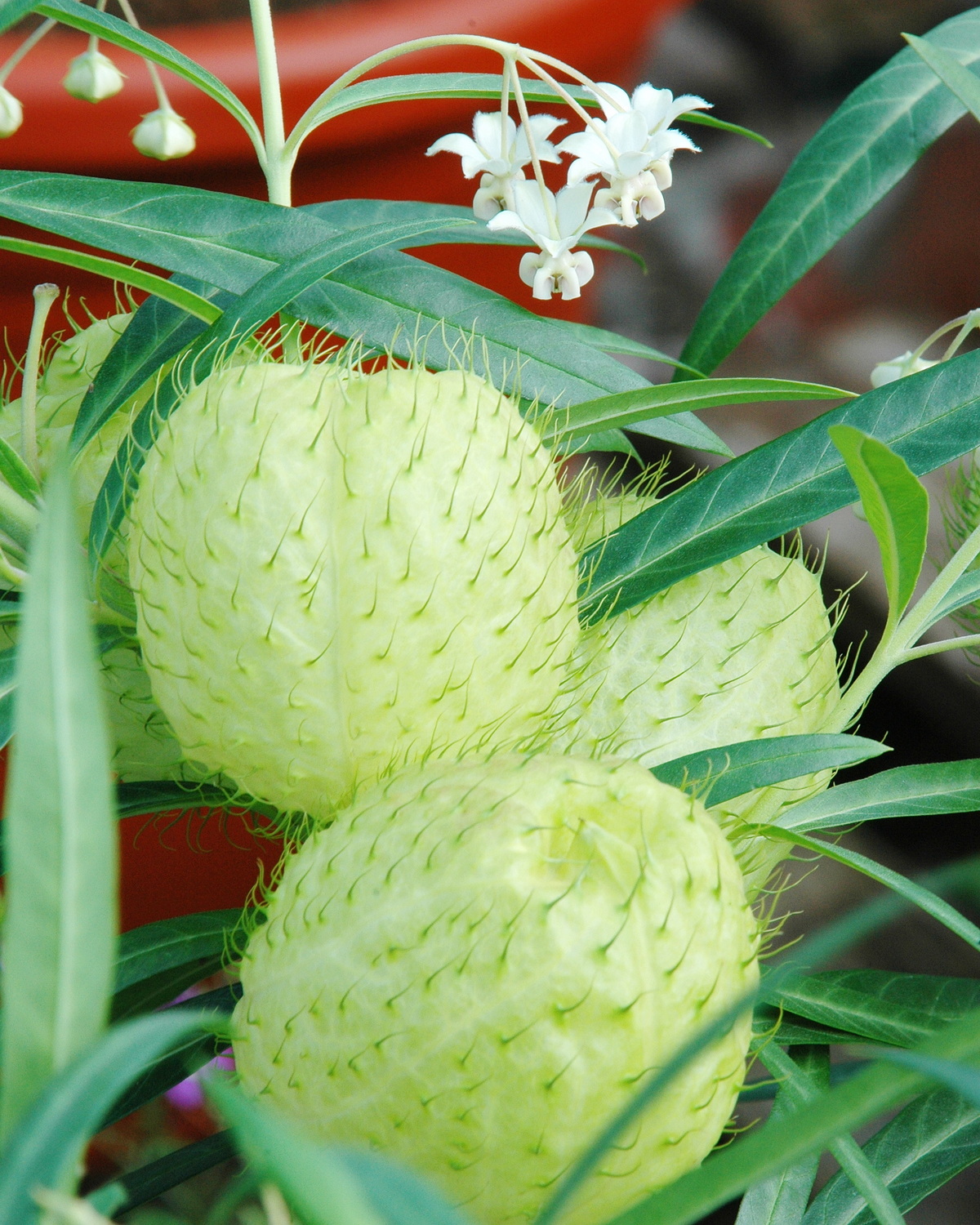 𝘎𝘰𝘮𝘱𝘩𝘰𝘤𝘢𝘳𝘱𝘶𝘴 𝘱𝘩𝘺𝘴𝘰𝘤𝘢𝘳𝘱𝘶𝘴 釘頭果