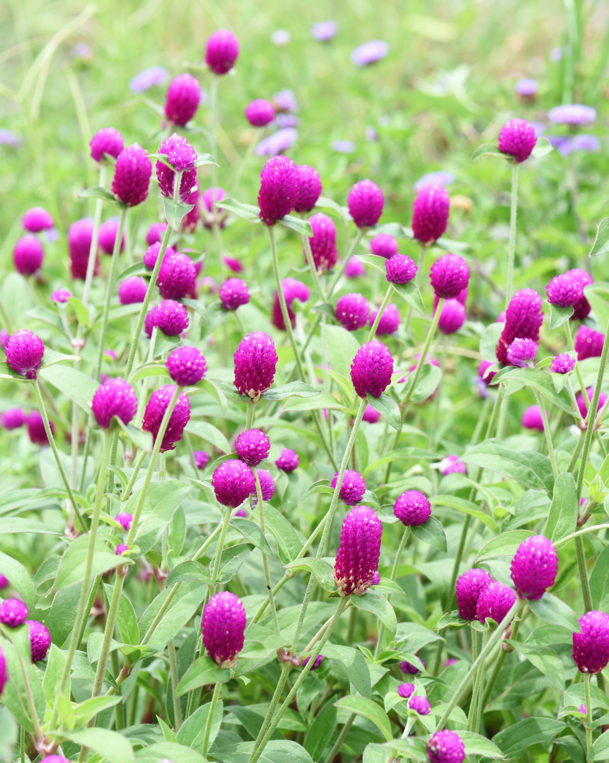 𝘎𝘰𝘮𝘱𝘩𝘳𝘦𝘯𝘢 𝘨𝘭𝘰𝘣𝘰𝘴𝘢 千日紅