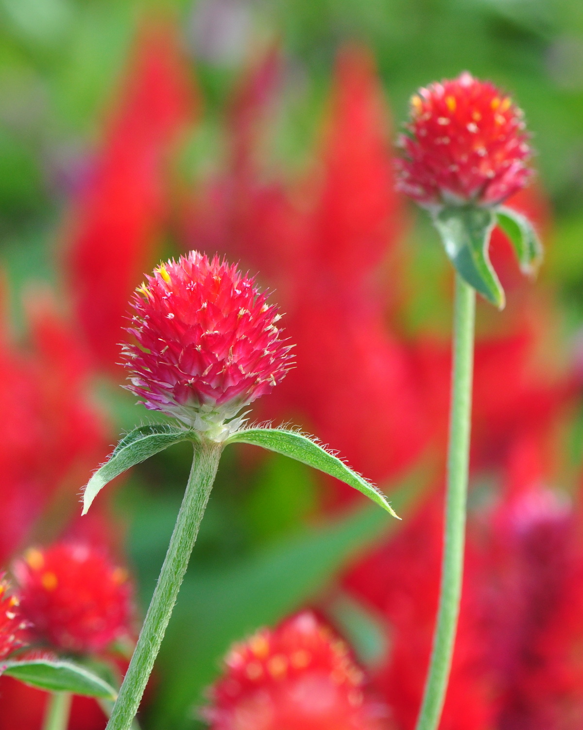 𝘎𝘰𝘮𝘱𝘩𝘳𝘦𝘯𝘢 𝘩𝘢𝘢𝘨𝘦𝘢𝘯𝘢 橙花千日紅