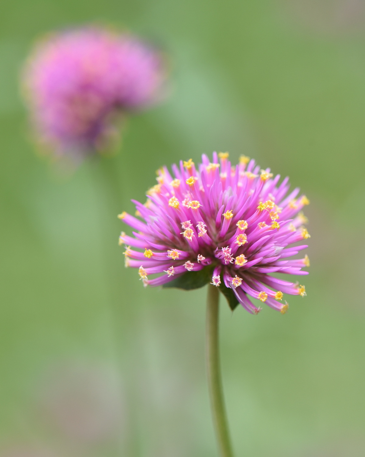 𝘎𝘰𝘮𝘱𝘩𝘳𝘦𝘯𝘢 𝘱𝘶𝘭𝘤𝘩𝘦𝘭𝘭𝘢 煙火千日紅