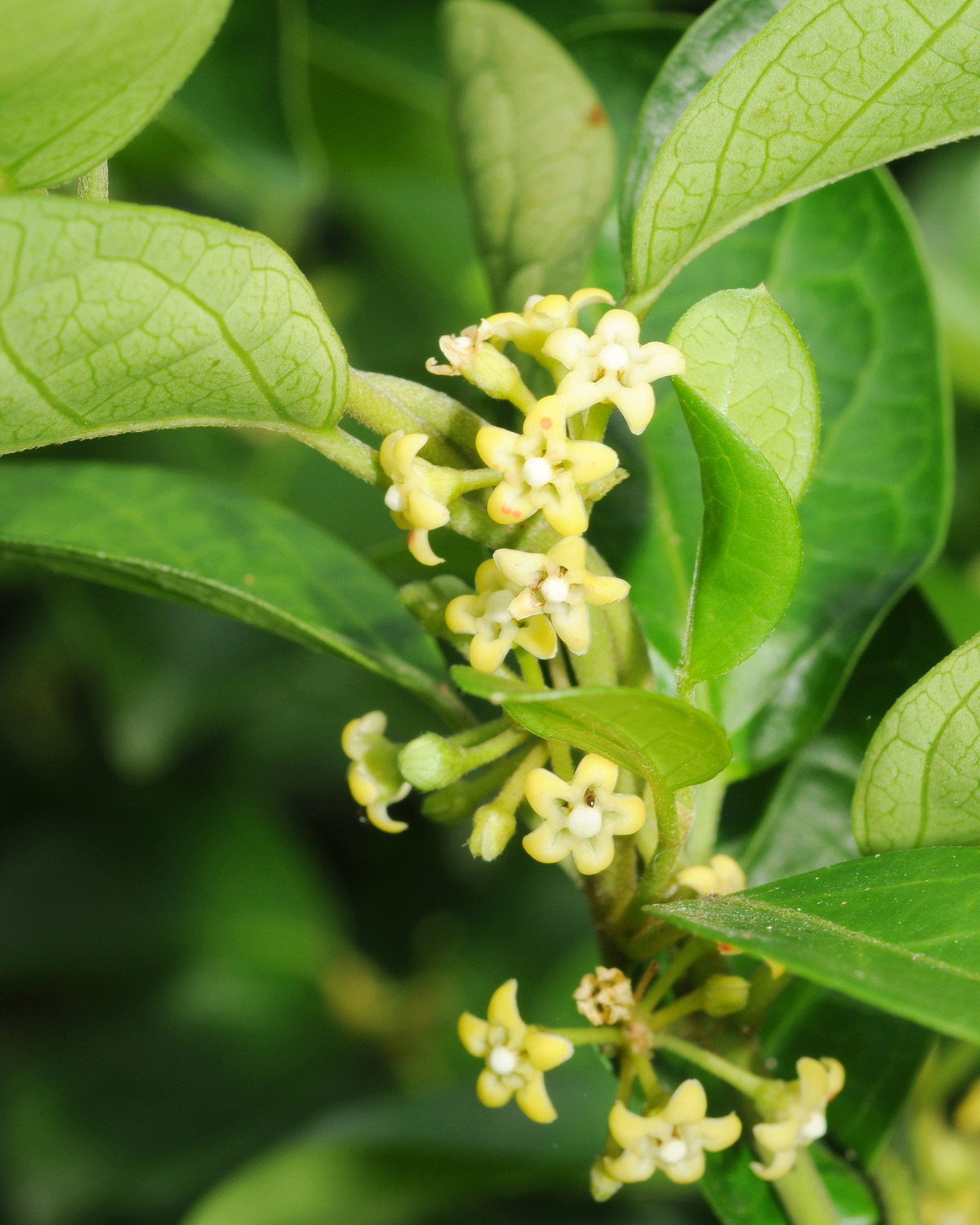 𝘎𝘺𝘮𝘯𝘦𝘮𝘢 𝘴𝘺𝘭𝘷𝘦𝘴𝘵𝘳𝘦 武靴藤