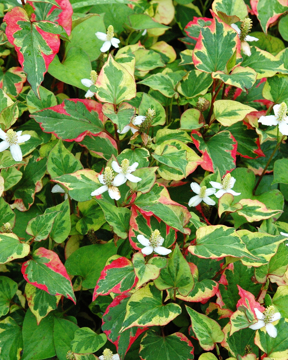 𝘏𝘰𝘶𝘵𝘵𝘶𝘺𝘯𝘪𝘢 𝘤𝘰𝘳𝘥𝘢𝘵𝘢 ‘Chameleon’ 斑葉蕺菜