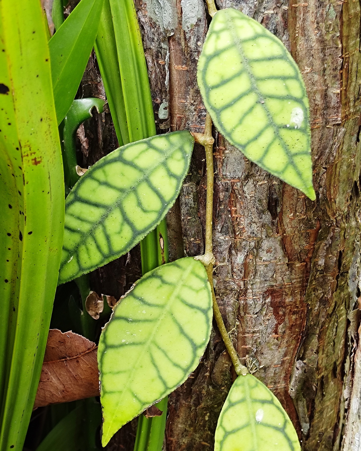 𝘏𝘰𝘺𝘢 𝘤𝘢𝘭𝘭𝘪𝘴𝘵𝘰𝘱𝘩𝘺𝘭𝘭𝘢 美葉毬蘭