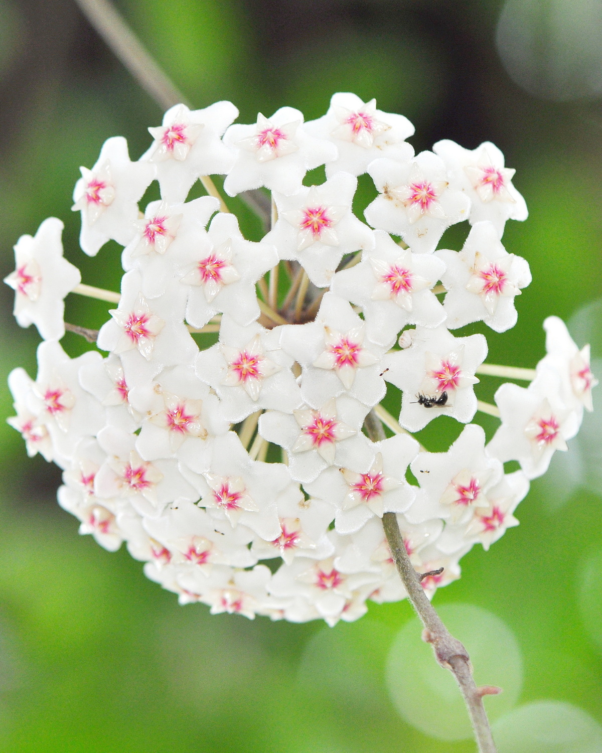 𝘏𝘰𝘺𝘢 𝘤𝘢𝘳𝘯𝘰𝘴𝘢 毬蘭