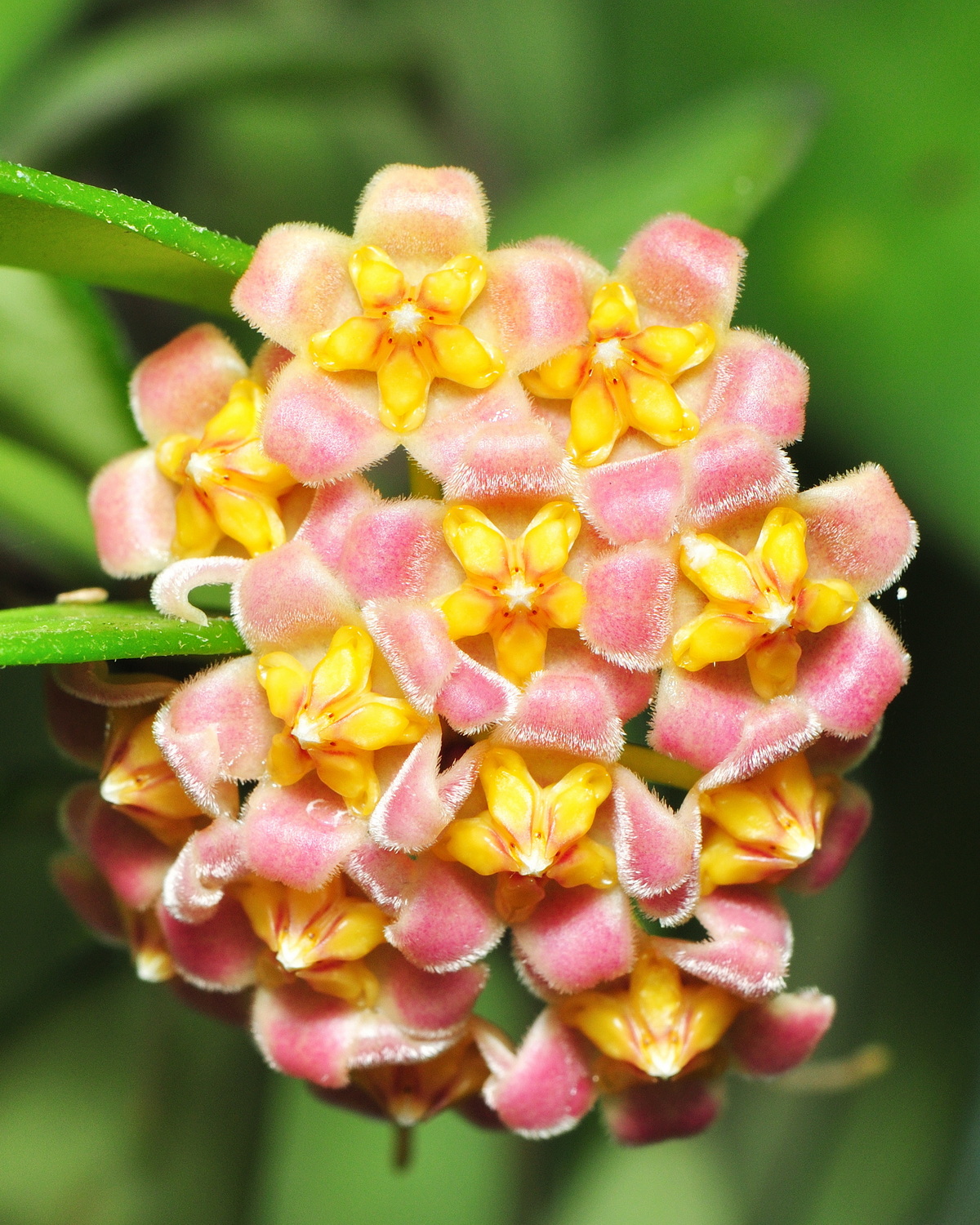 𝘏𝘰𝘺𝘢 𝘥𝘢𝘷𝘪𝘥𝘤𝘶𝘮𝘮𝘪𝘯𝘨𝘪𝘪 大衛毬蘭